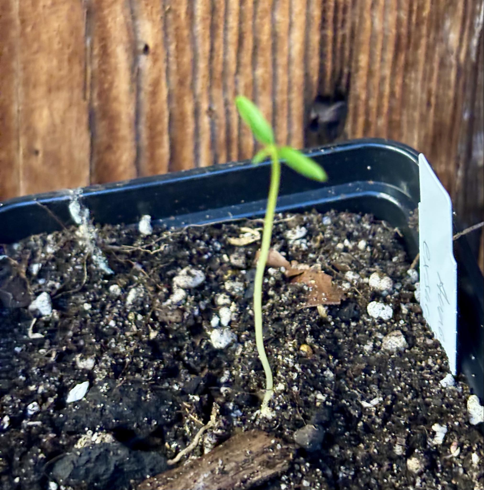 Annona exsucca - 1 small potted seedling / 1 kleiner, getopfter Sämling Annona exsucca - 1 small potted seedling / 1 kleiner, getopfter Sämling