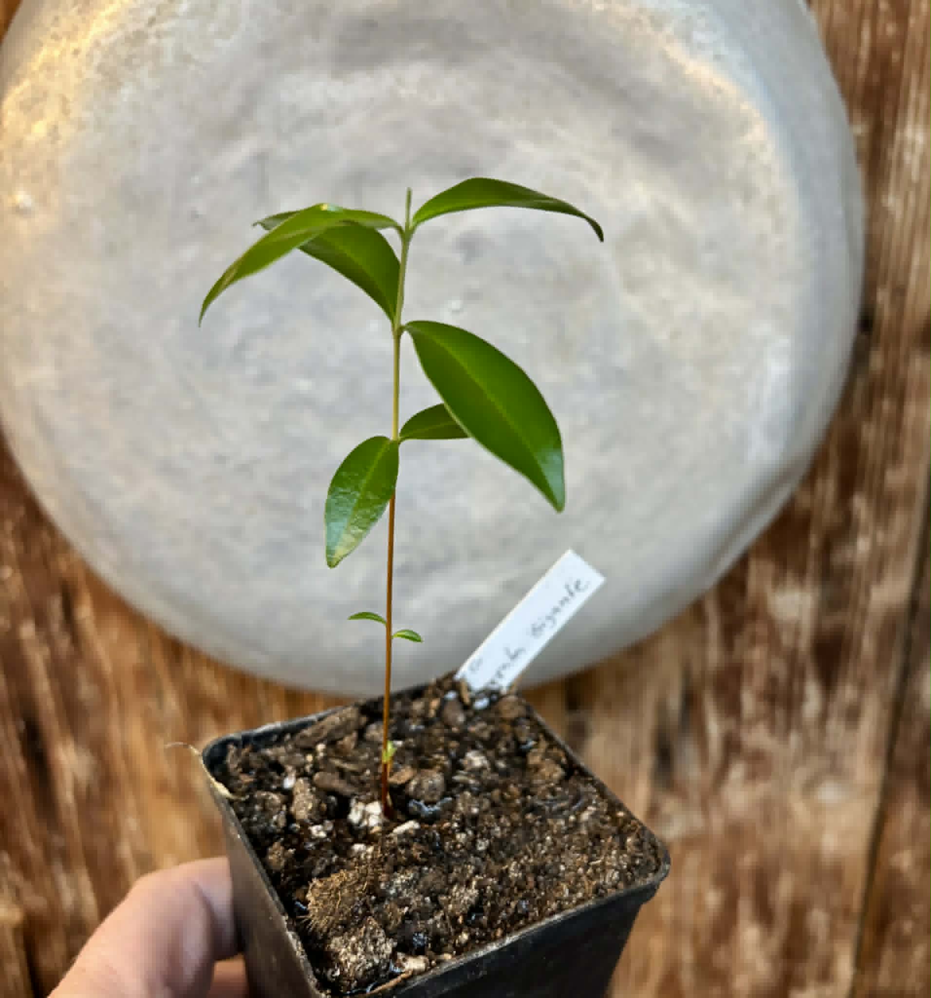 Cherry of Rio Grande var. Gigante (Eugenia involucrata) - 1 potted seedling / 1 getopfter Sämling