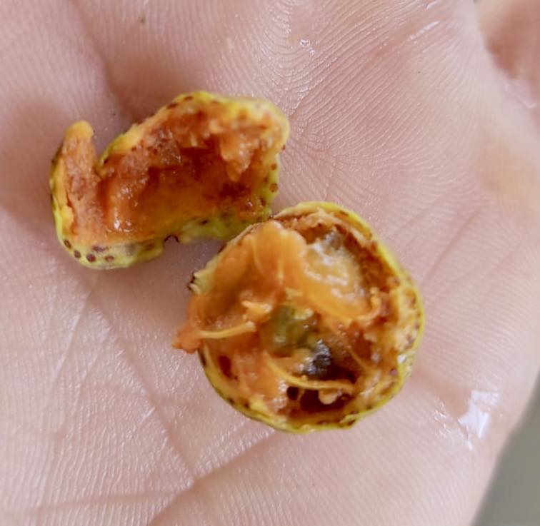 Myrciaria Yari sementes de Psidium - 1 frischer Samen / 1 frischer Samen