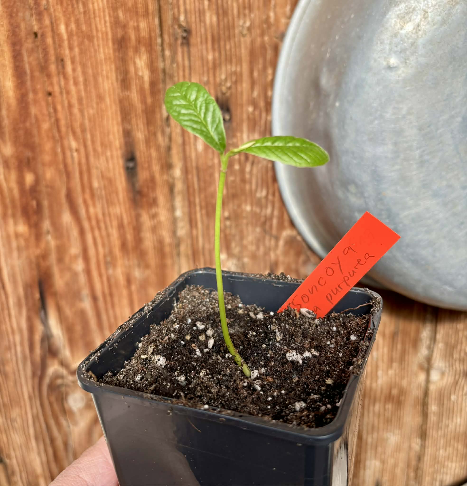 Annona purpurea - Soncoya - 1 potted plant / 1 getopfte Pflanze