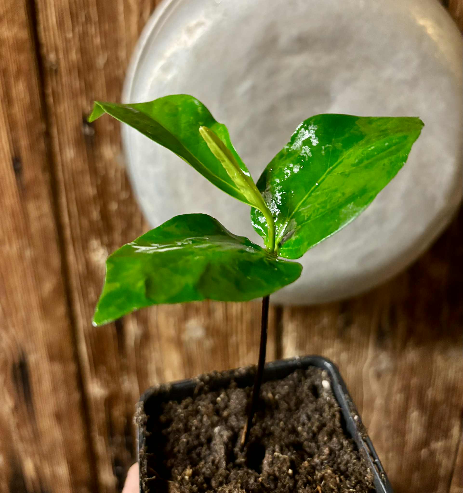 Diospyros nigra - Black Sapote var. Bernecker - 1 potted seedling / 1 getopfter Sämling
