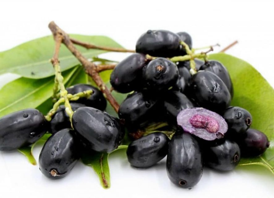 Syzygium cumini - 1 potted plant / 1 getopfte Pflanze