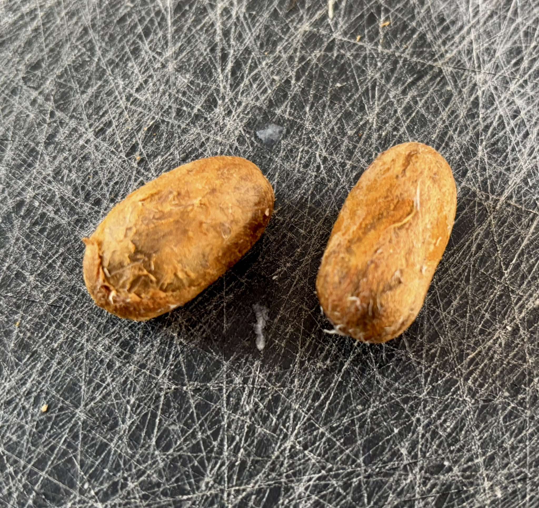 Garcinia humilis - Achachairu  - 2 fresh seeds / 2 frische Samen