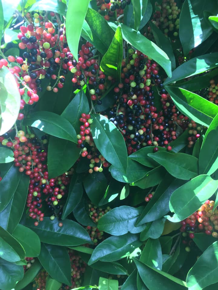 Bignay (Antidesma bunius) -  10 fresh seeds / 10 frische Samen