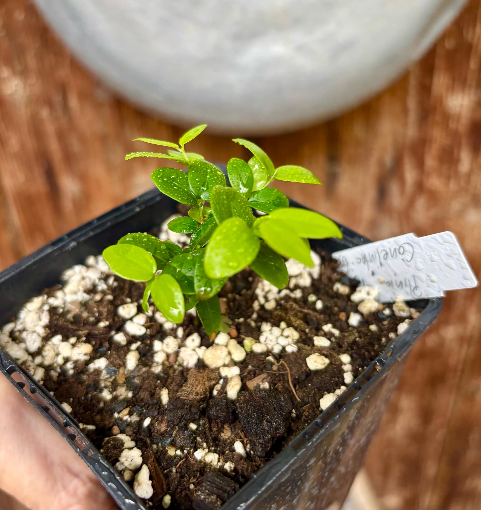 Jaboticaba - Plinia sp Canelinha Polpa branca - 1 small potted seedling / 1 kleiner, getopfter Sämling