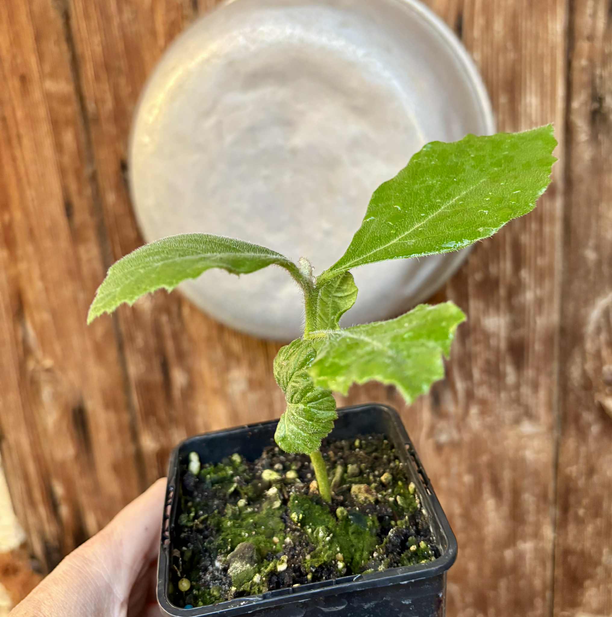 Zirikote (Cordia dodecandra) - 1 potted seedling / 1 getopfter Sämling