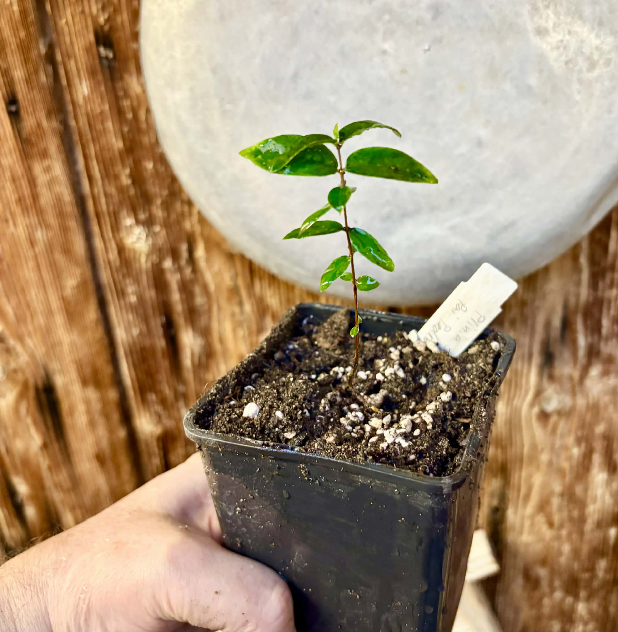 Plinia sp Pai Pedro -  1 small potted seedling / 1 kleiner, getopfter Sämling