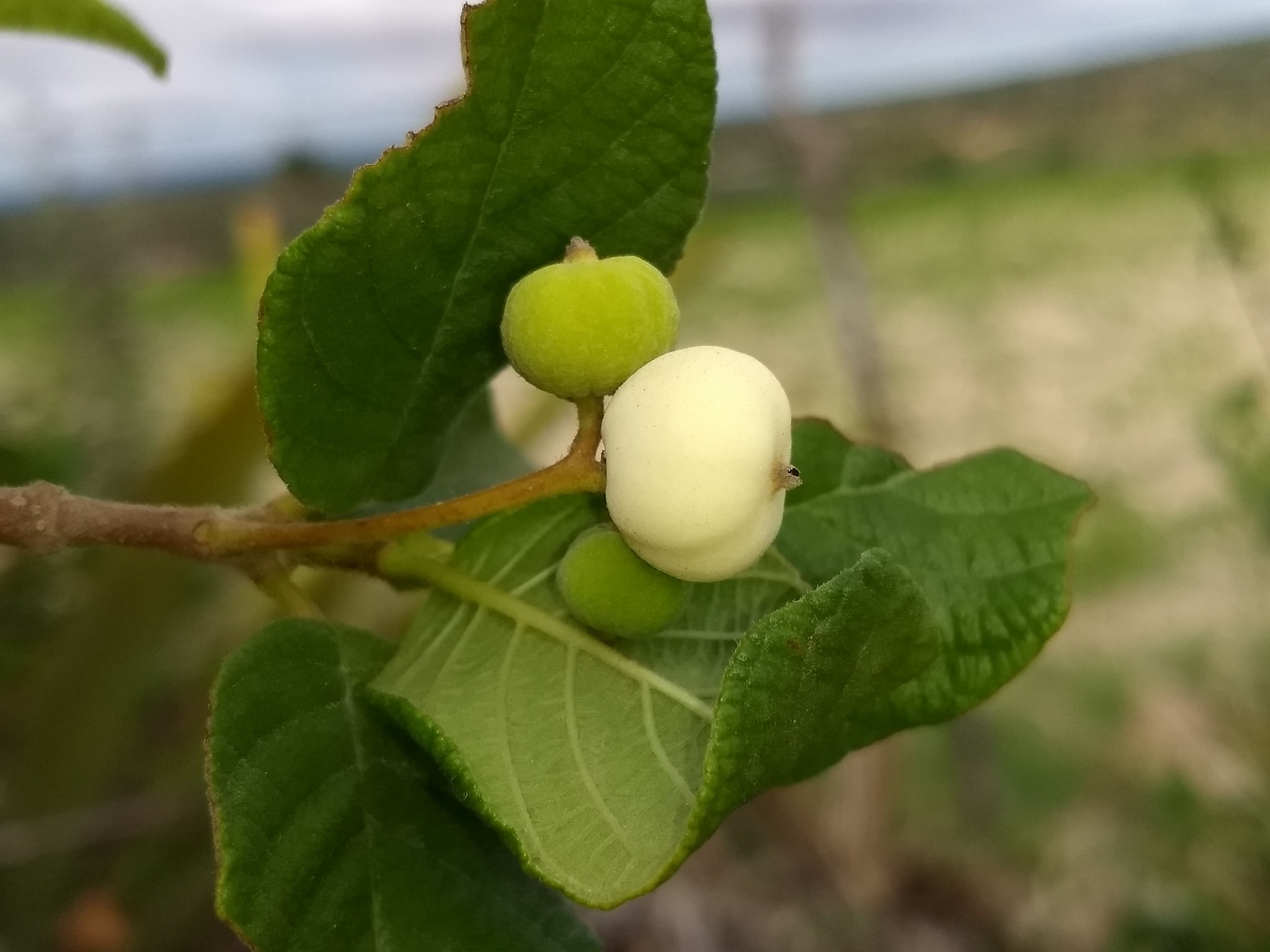 Veludo branco - Guettarda viburnoides -  1 fresh seed / 1 frischer Samen