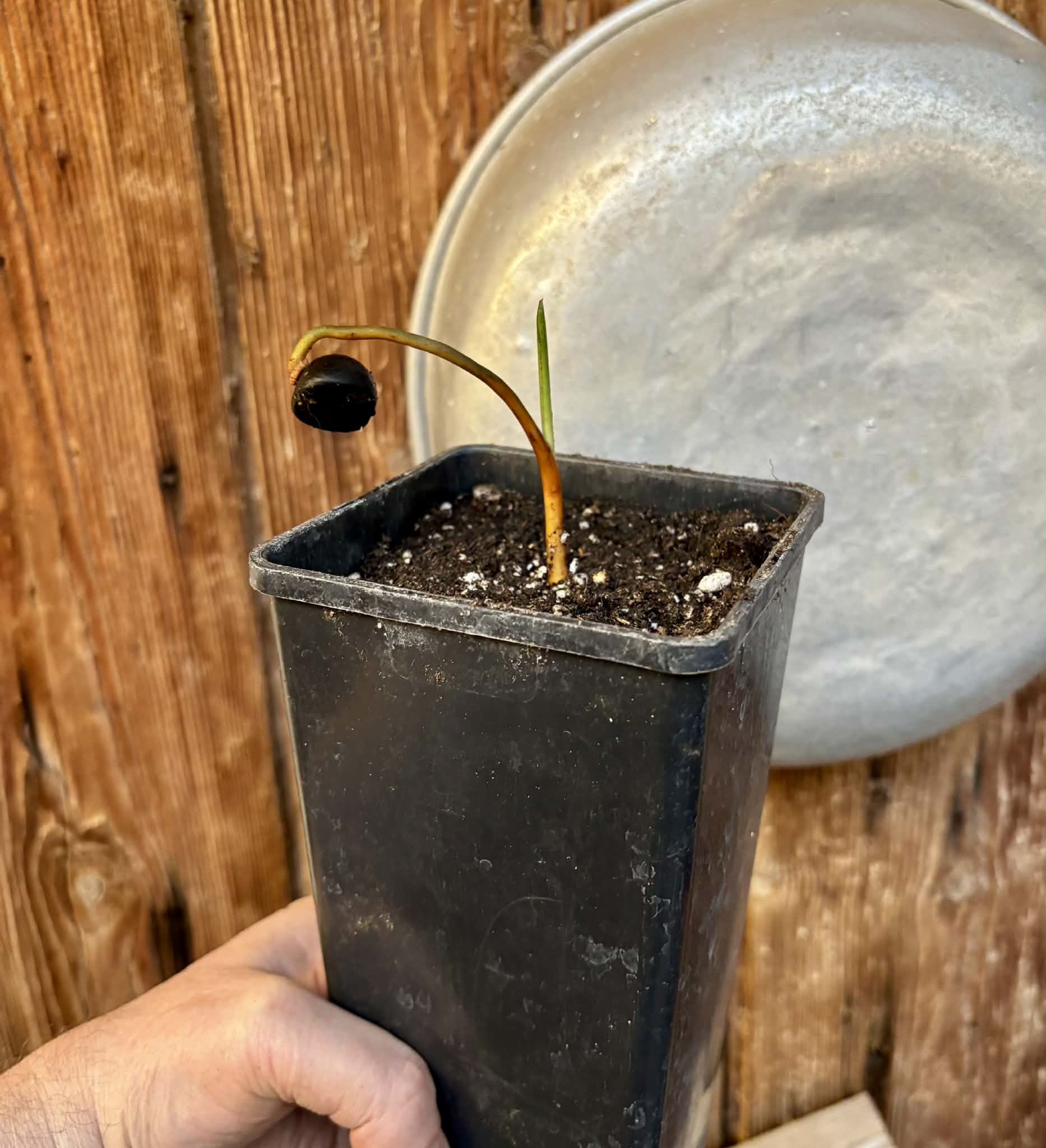 Coco de Raposa (Syagrus werdermannii) -  1 potted plant / 1 getopfte Pflanze