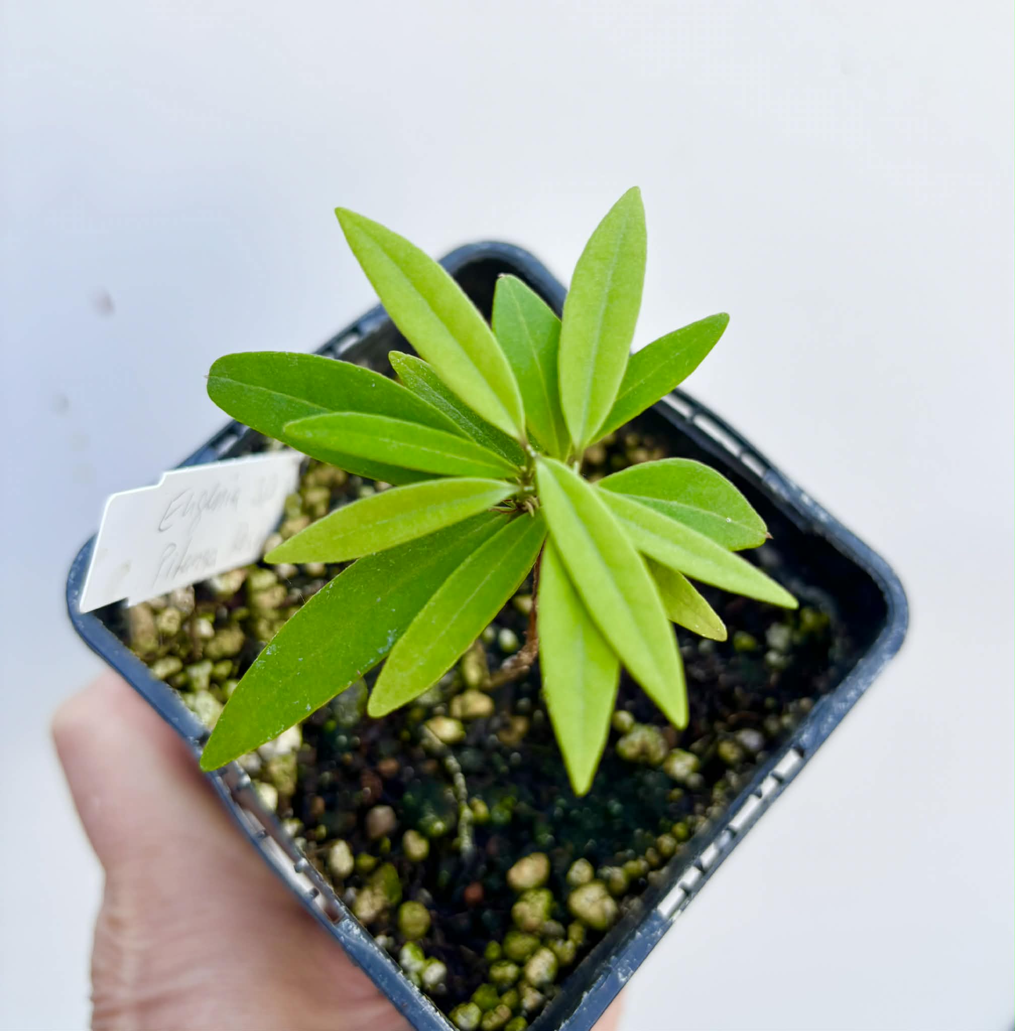 Eugenia sp Pitanga Restinga - 1 potted seedling / 1 getopfter Sämling
