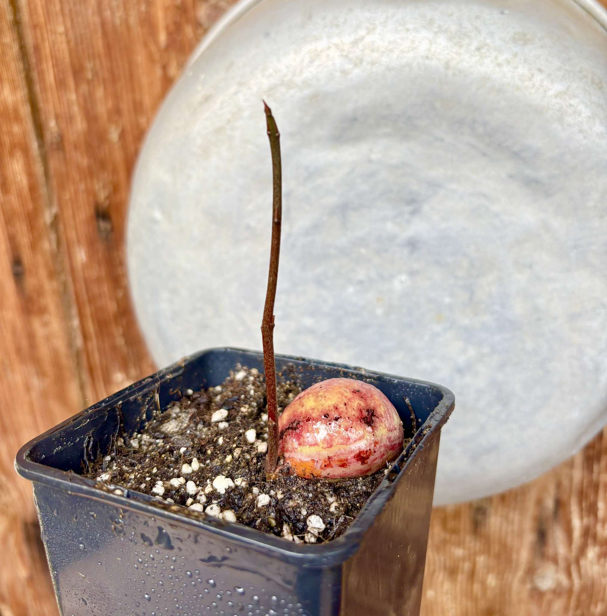 Eugenia sp BIG Maca-  1 small potted seedling / 1 kleiner, getopfter Sämling