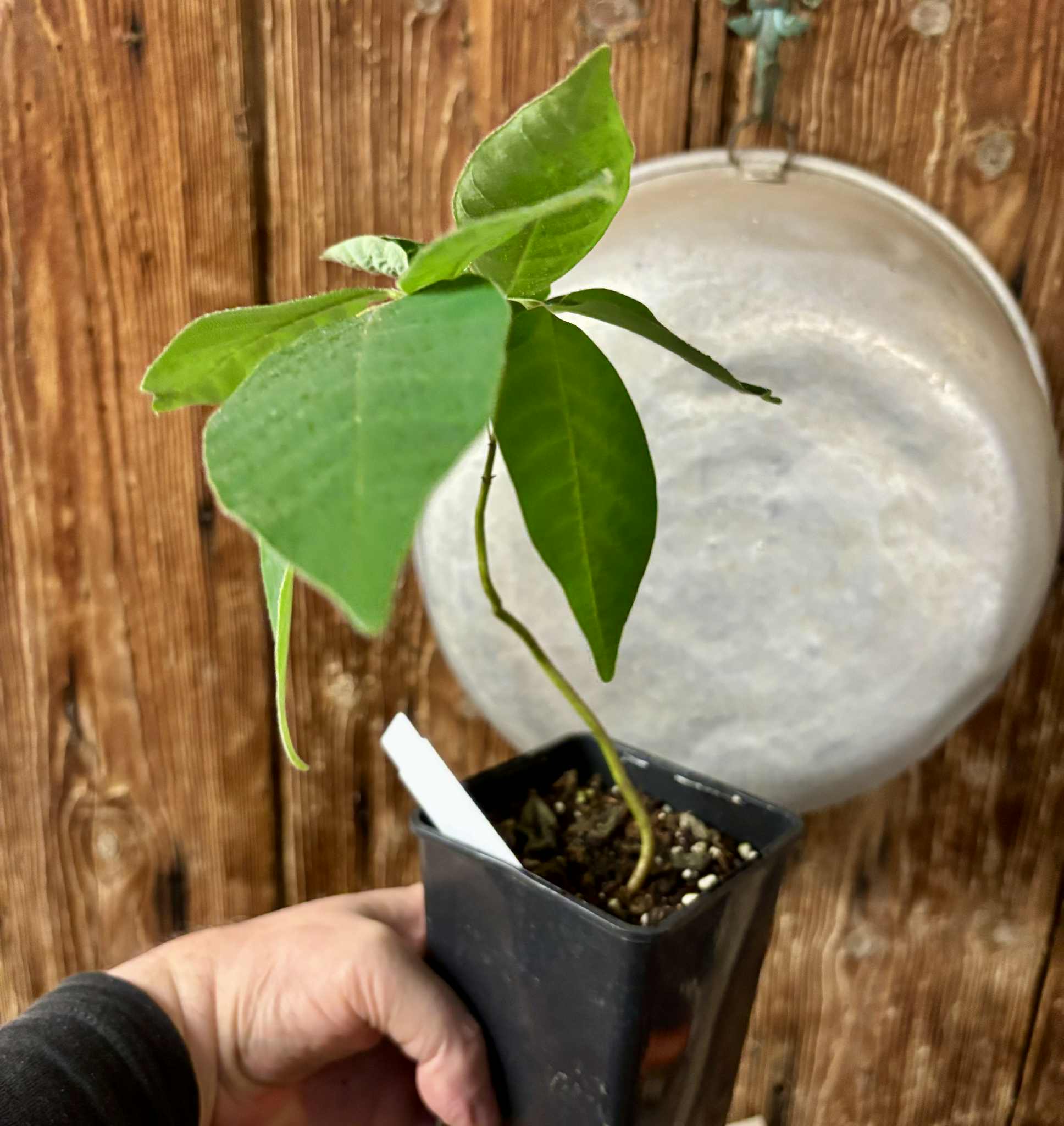 Annona sylvatica - 1 potted plant / 1 getopfte Pflanze