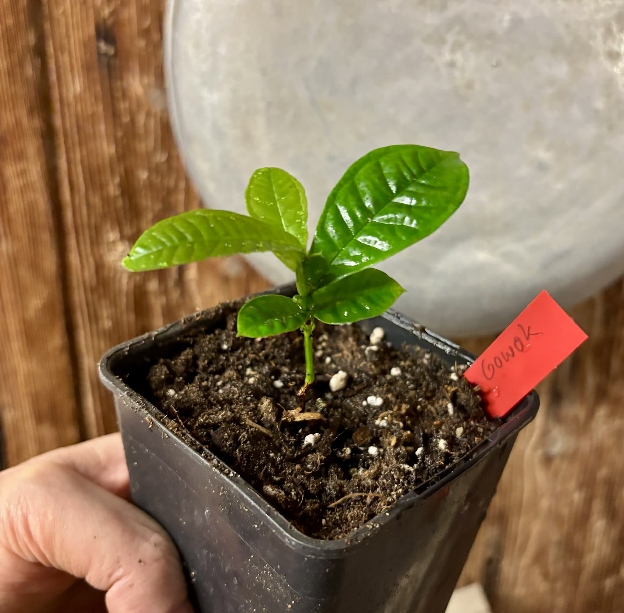 Gowok (Syzygium polycephalum) - 1 potted seedling / 1 getopfter Sämling