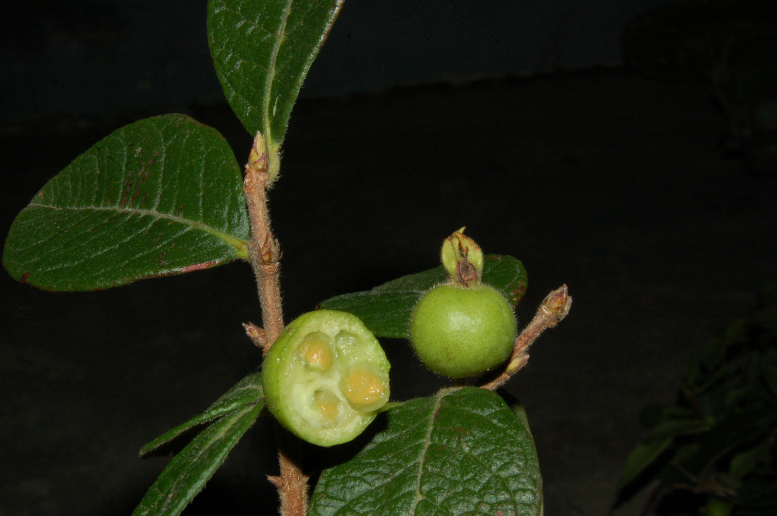 Psidium appendiculatum - 1 fresh seed / 1 frischer Samen