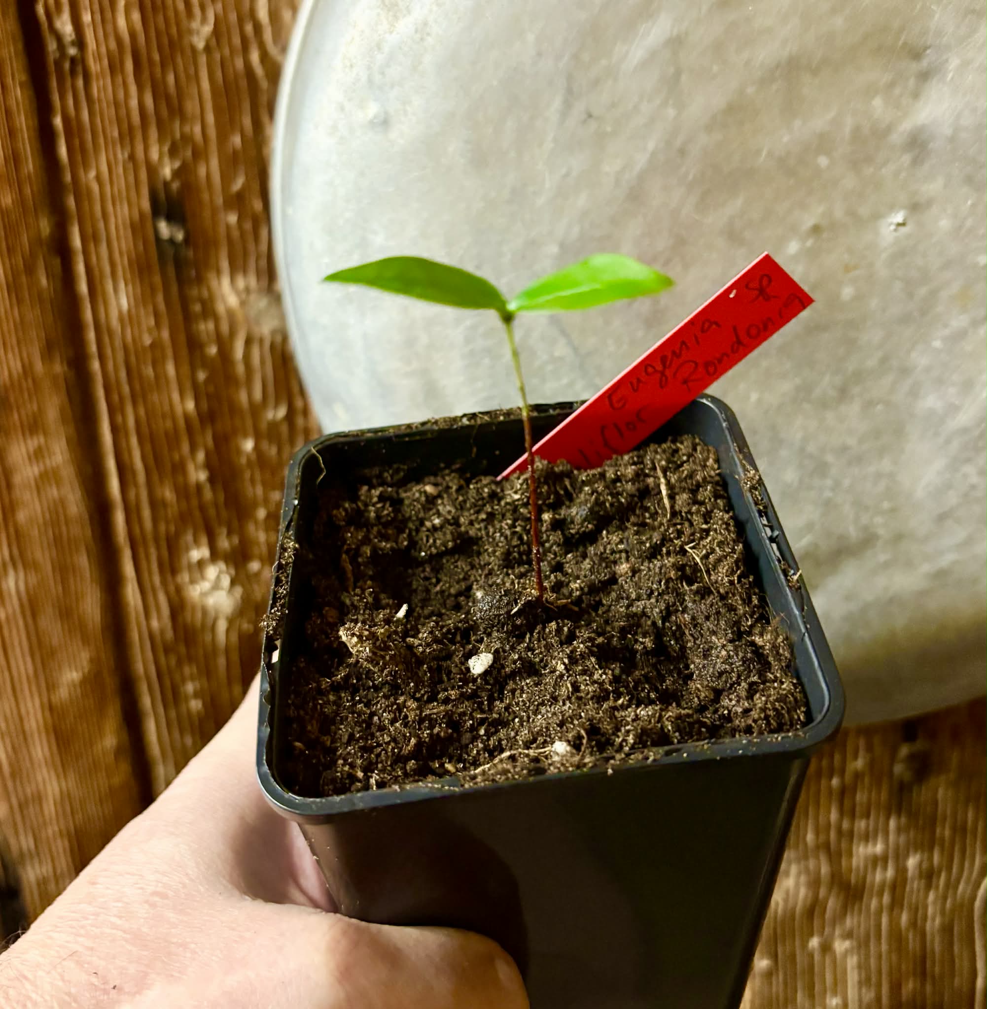 Eugenia sp cauliflor Rondonia - 1 potted seedling / 1 getopfter Sämling