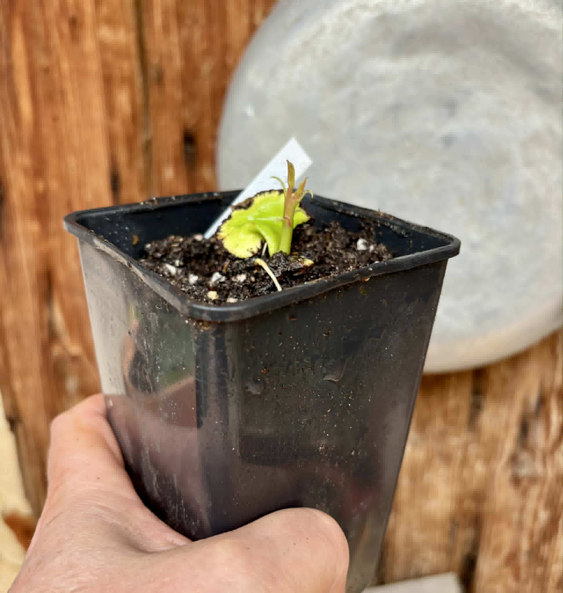 Jambu Bol Jamaika (Syzygium malaccense) - 1 potted seedling / 1 getopfter Sämling