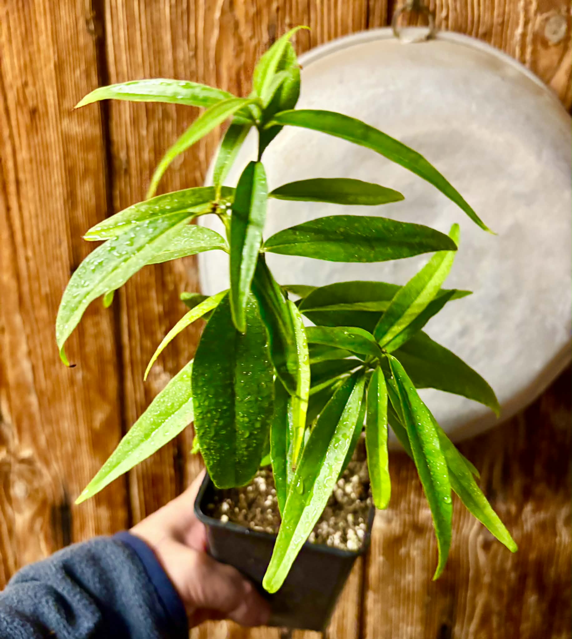 Eugenia bahiensis var. Sementes pintada  - 1 potted plant / 1 getopfte Pflanze