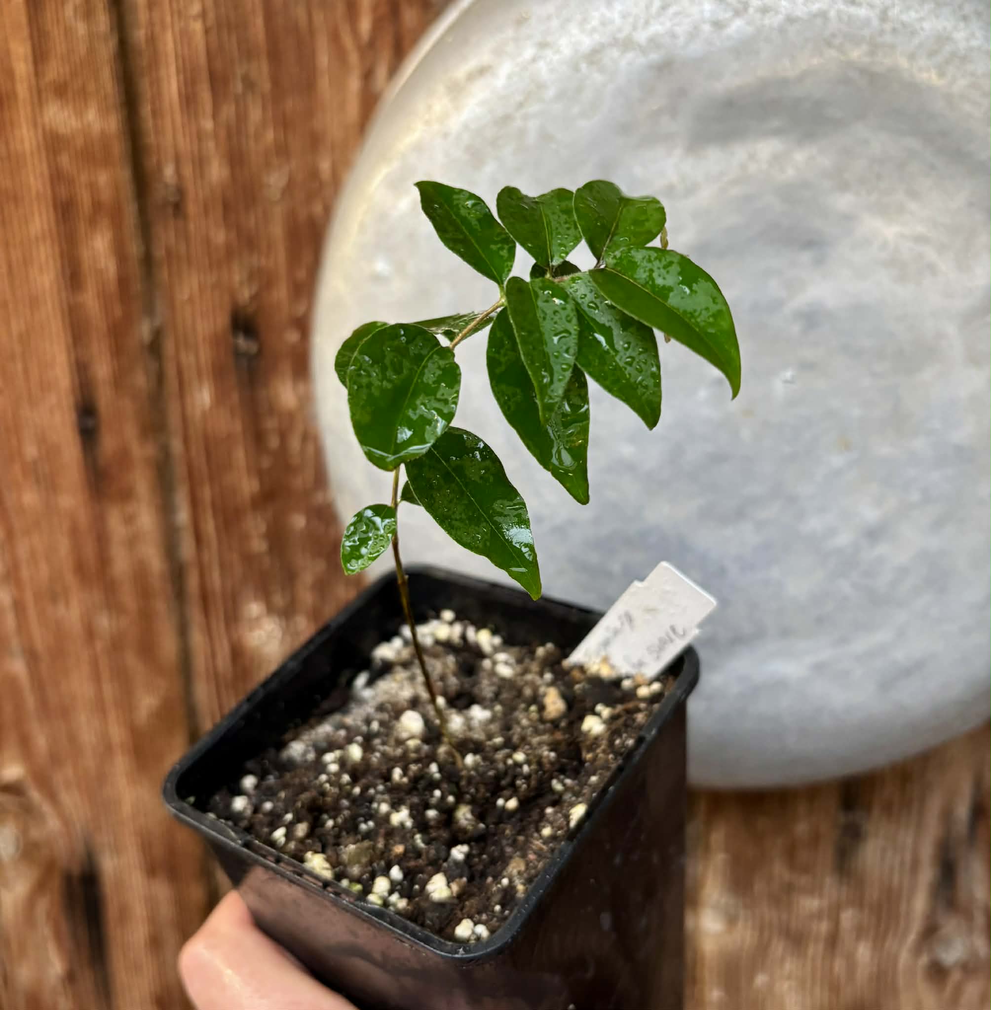 Eugenia sp Guajuba suave -  1 potted seedling / 1 getopfter Sämling