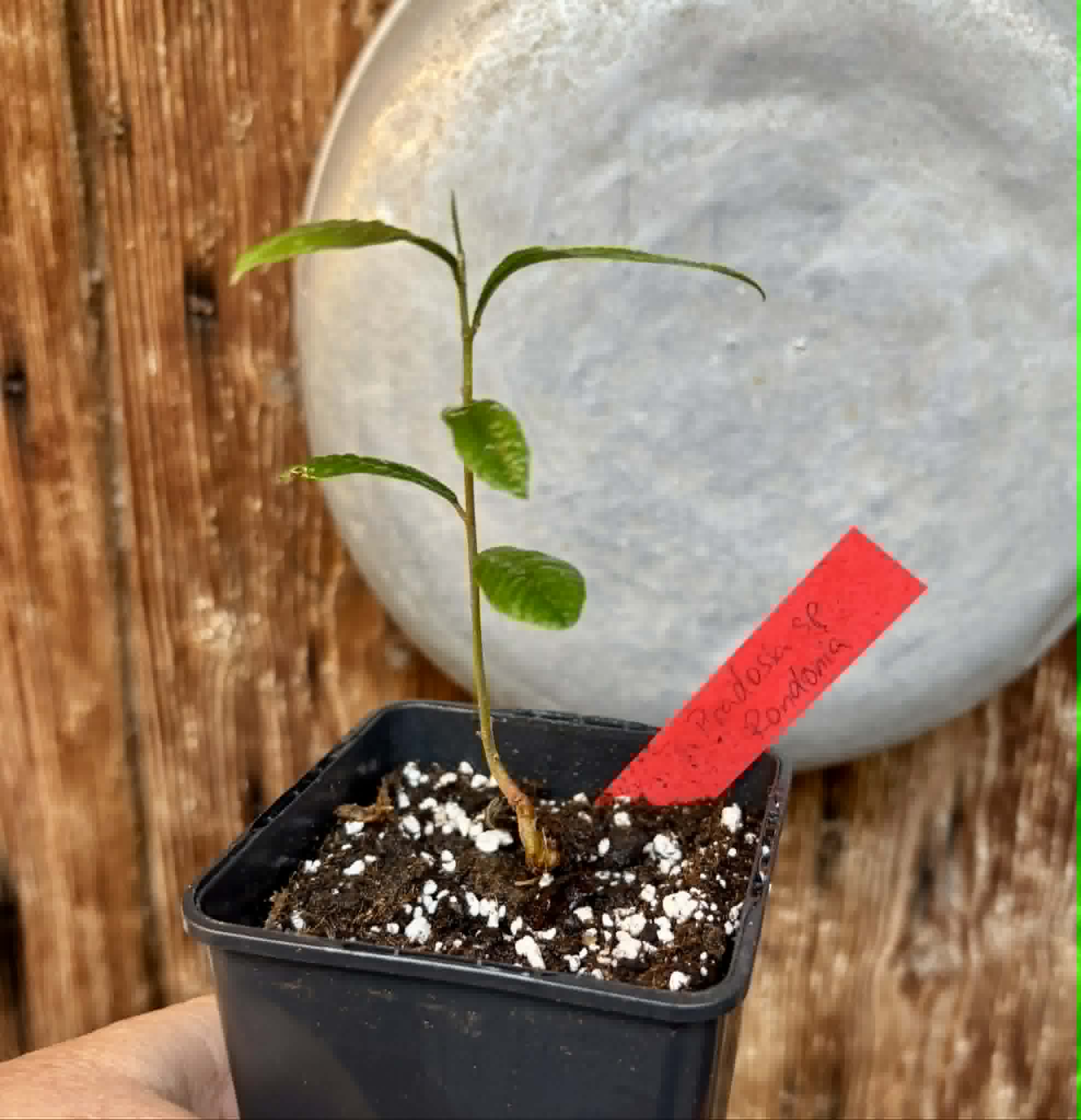 Pradosia sp Rondonia - 1 potted seedling / 1 getopfter Sämling