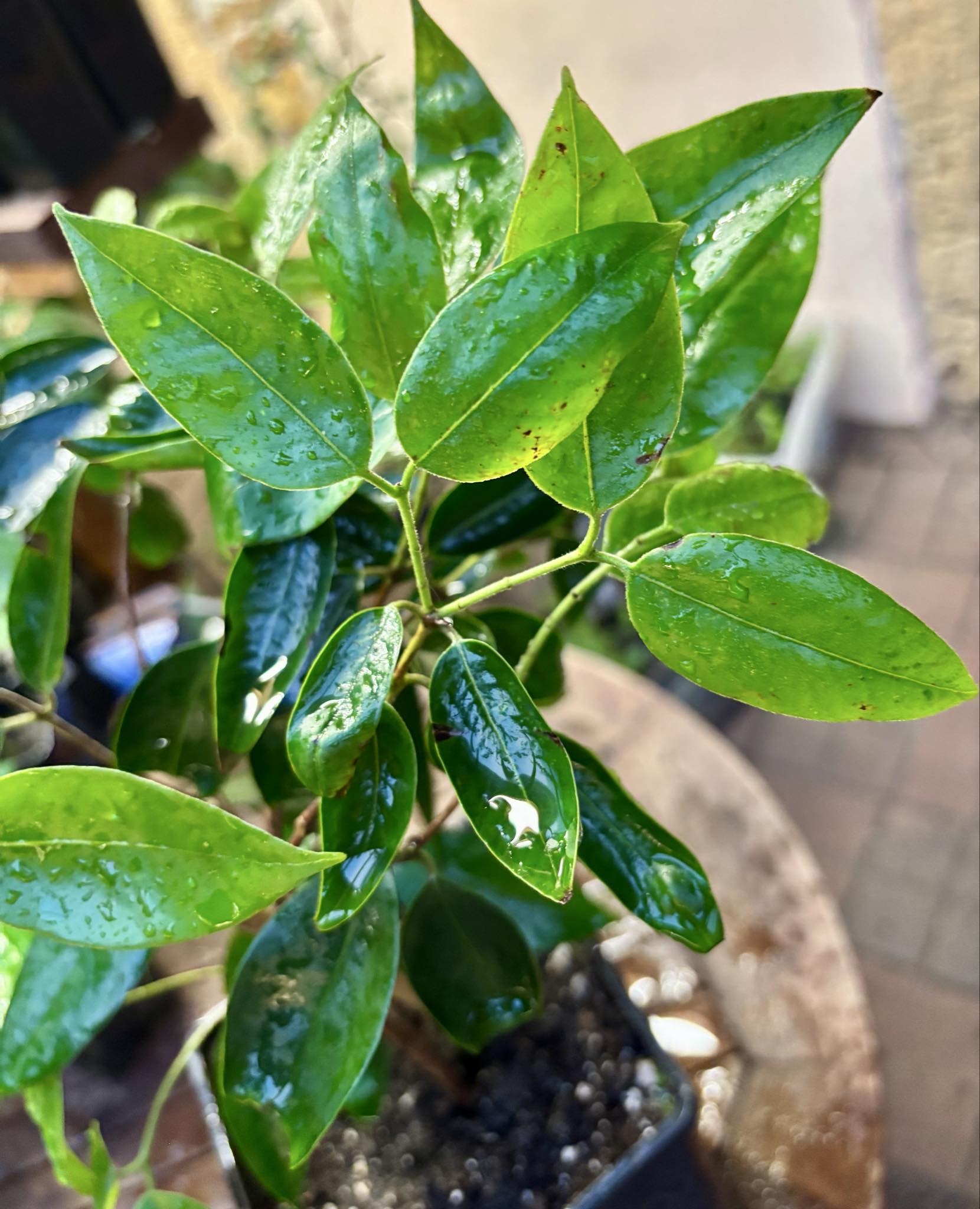 three years old - Cambuca (Plinia edulis) - 1 potted plant / 1 getopfte Pflanze