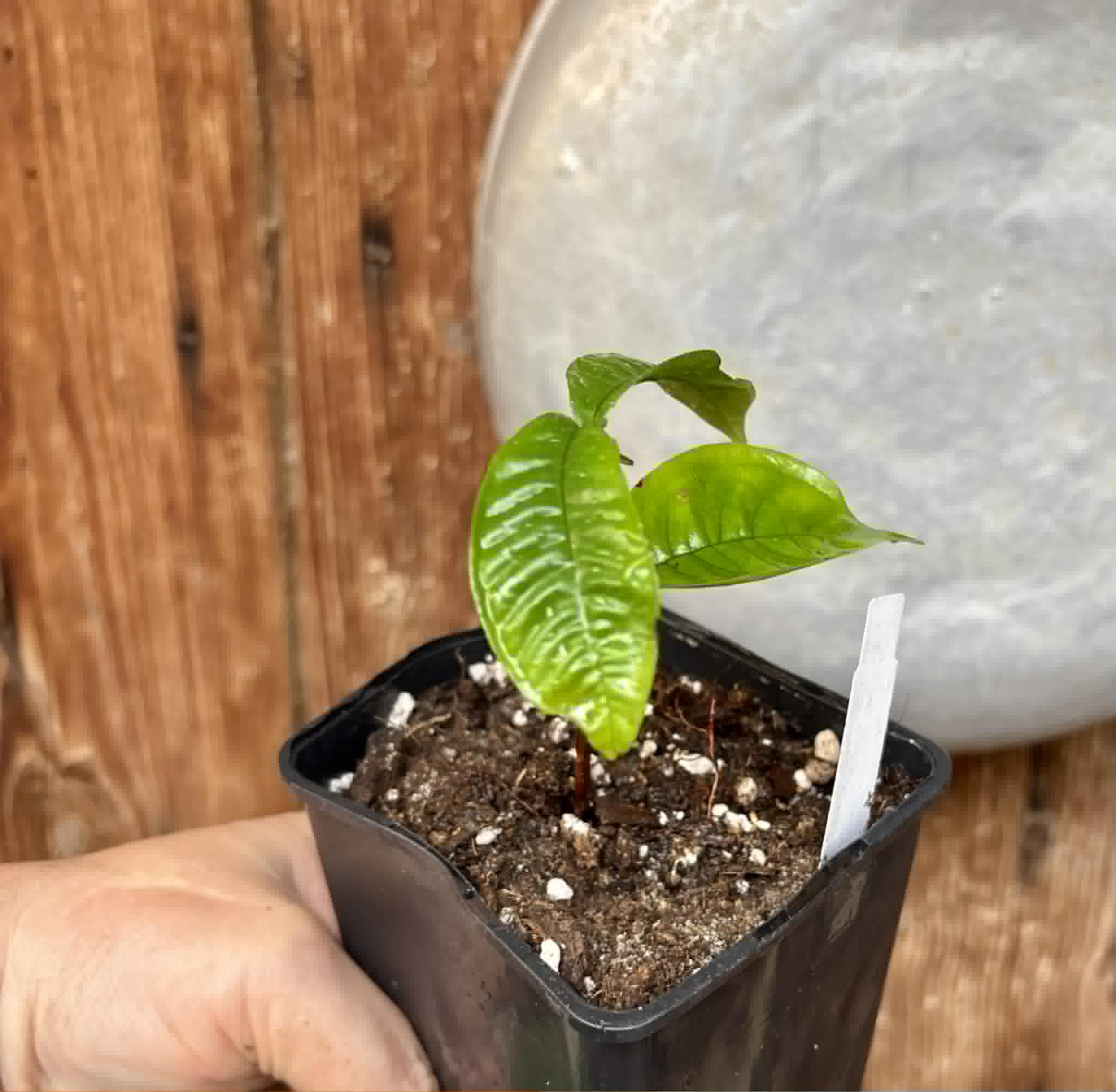 Gowok (Syzygium polycephalum) - 1 potted seedling / 1 getopfter Sämling 