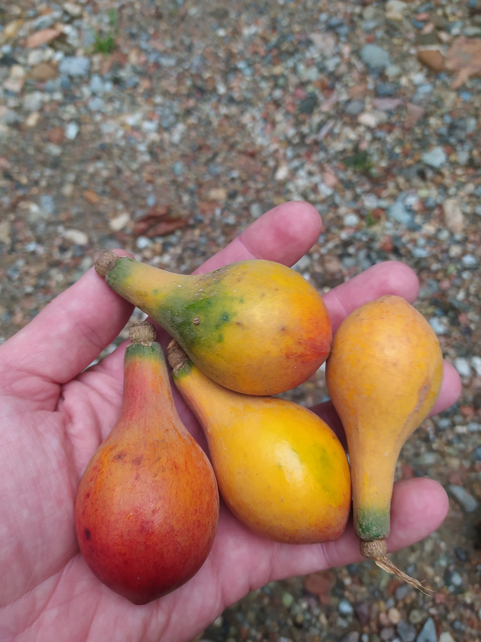 Pouteria beaurepairei  -  1 germinated seed / 1 gekeimter Samen