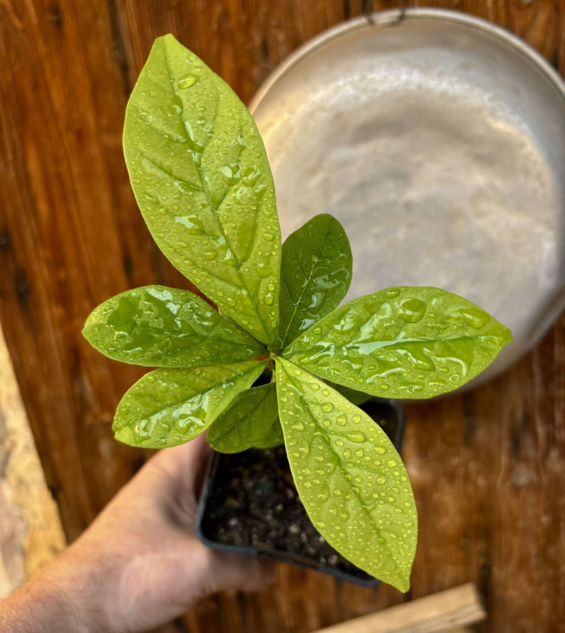 Marmixa (Pradosia lactescens) - 1 potted plant / 1 getopfte Pflanze