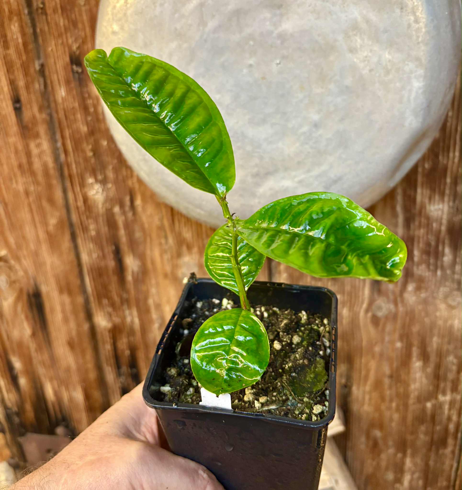 Gowok (Syzygium polycephalum) - 1 potted seedling / 1 getopfter Sämling Gowok (Syzygium polycephalum) - 1 potted seedling / 1 getopfter Sämling