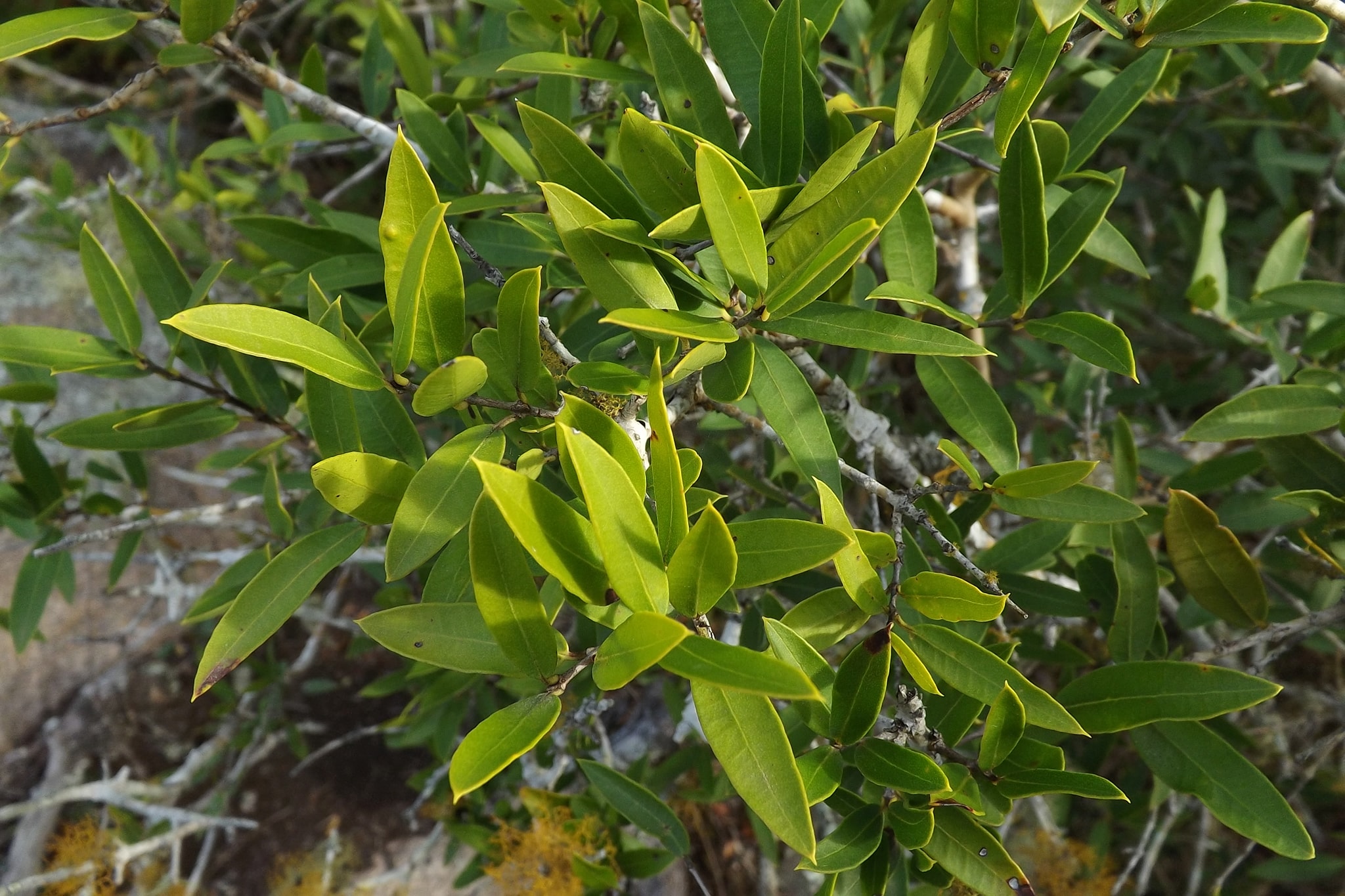 Guayabo Colorado (Myrcianthes cisplatensis) - 1 fresh seed / 1 frischer Samen