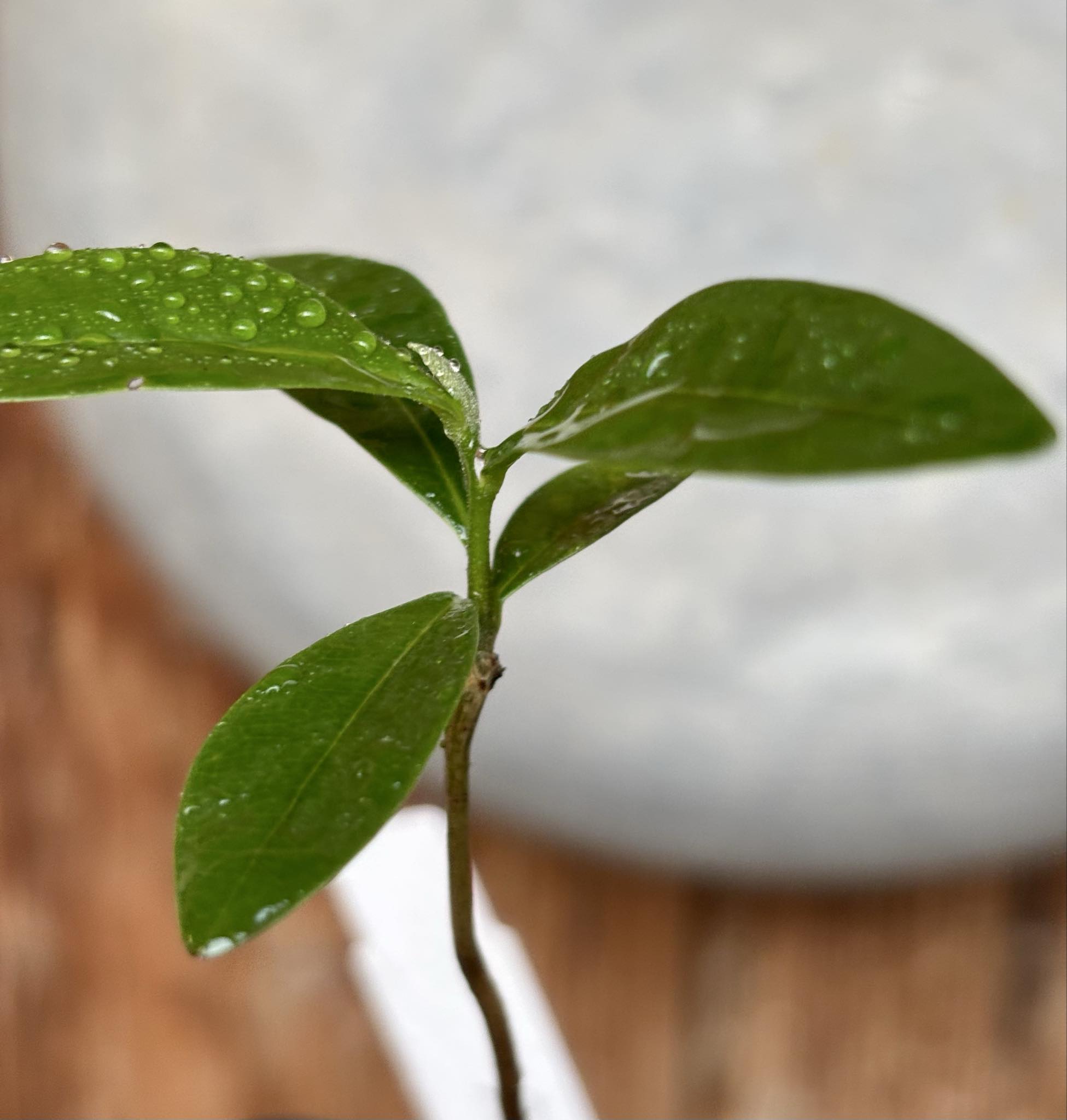 Duguetia lanceolata - Pindaiba - 1 small potted seedling / 1 kleiner, getopfter Sämling