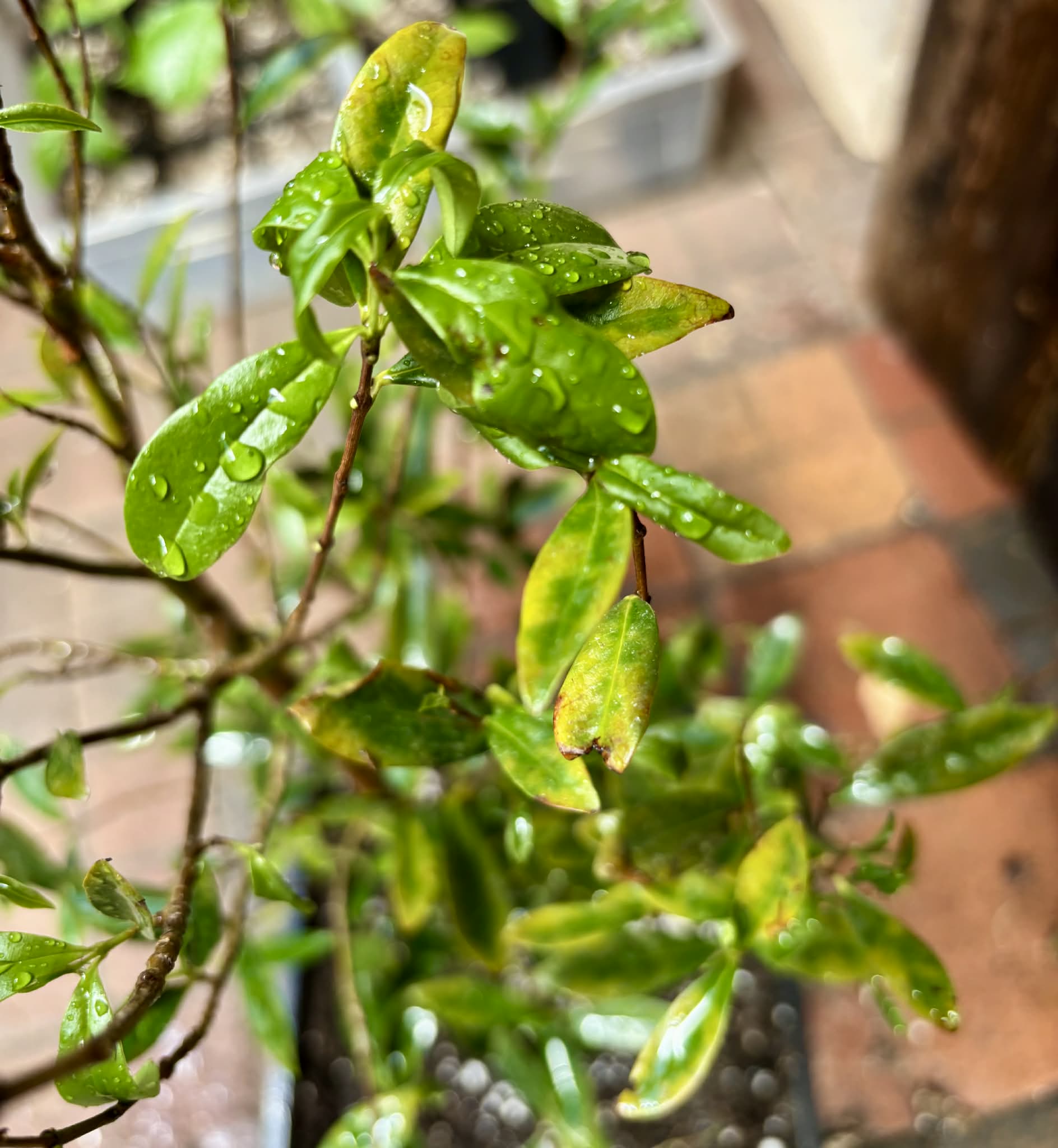 with flowers - 5 years old - Cherry of Rio Grande (Eugenia involucrata) - 1 potted plant / 1 getopfte Pflanze