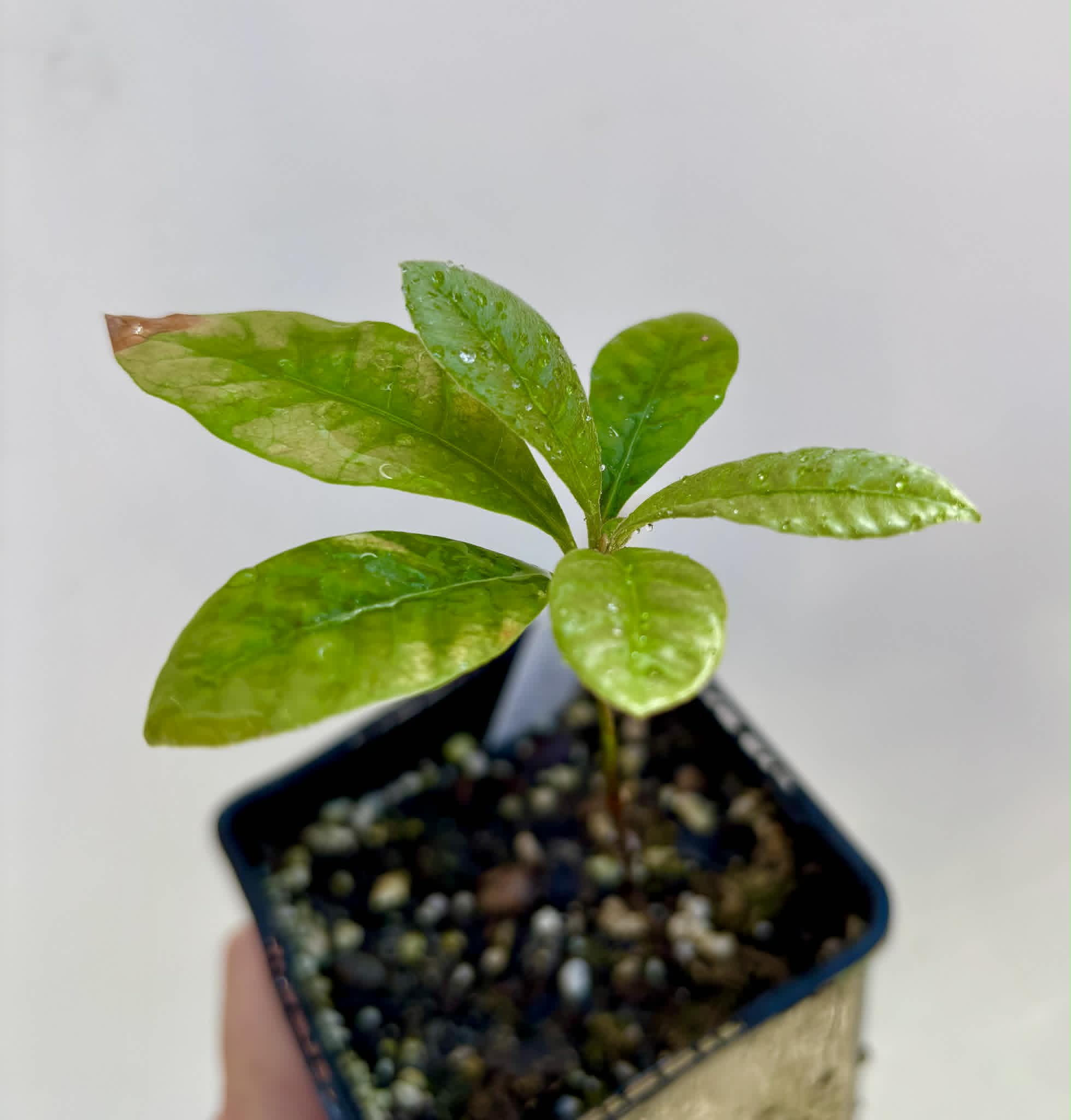 Pouteria sp Calice de Flor  -  1 potted seedling / 1 getopfter Sämling
