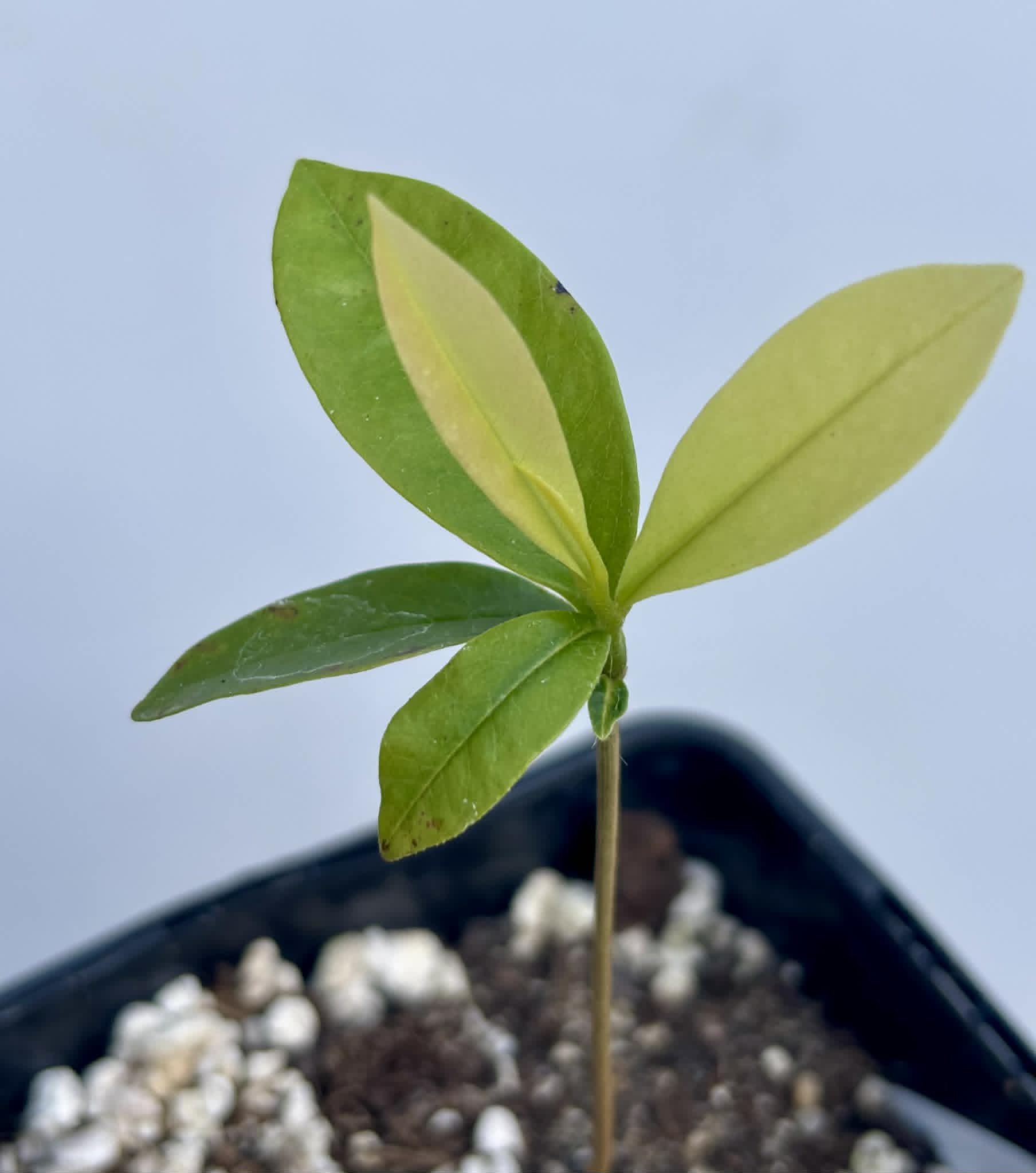 Duguetia sp Ceara - 1 potted seedling / 1 getopfter Sämling
