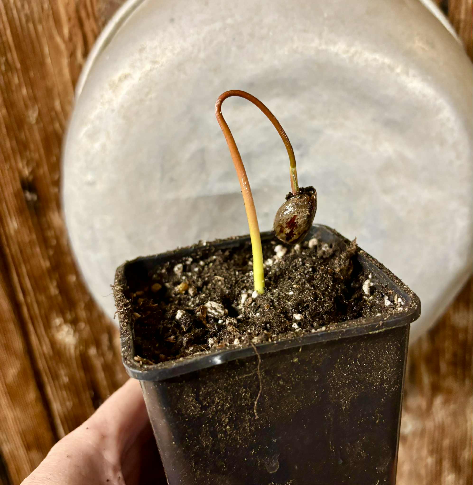 Annona purpurea - Soncoya -  1 small potted seedling / 1 kleiner, getopfter Sämling