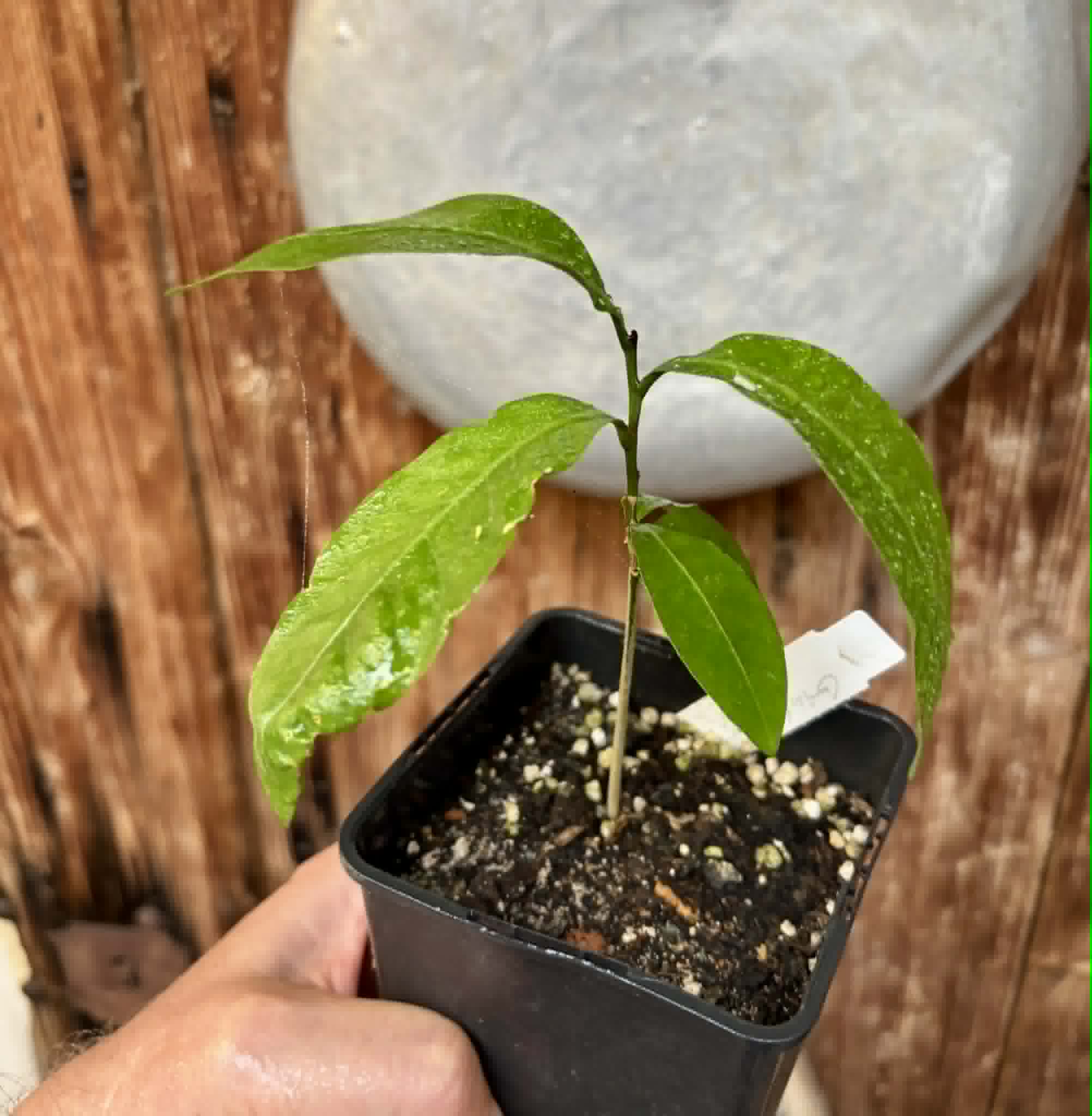Glycosmis pentaphylla - Orangeberry -  1 potted seedling / 1 getopfter Sämling