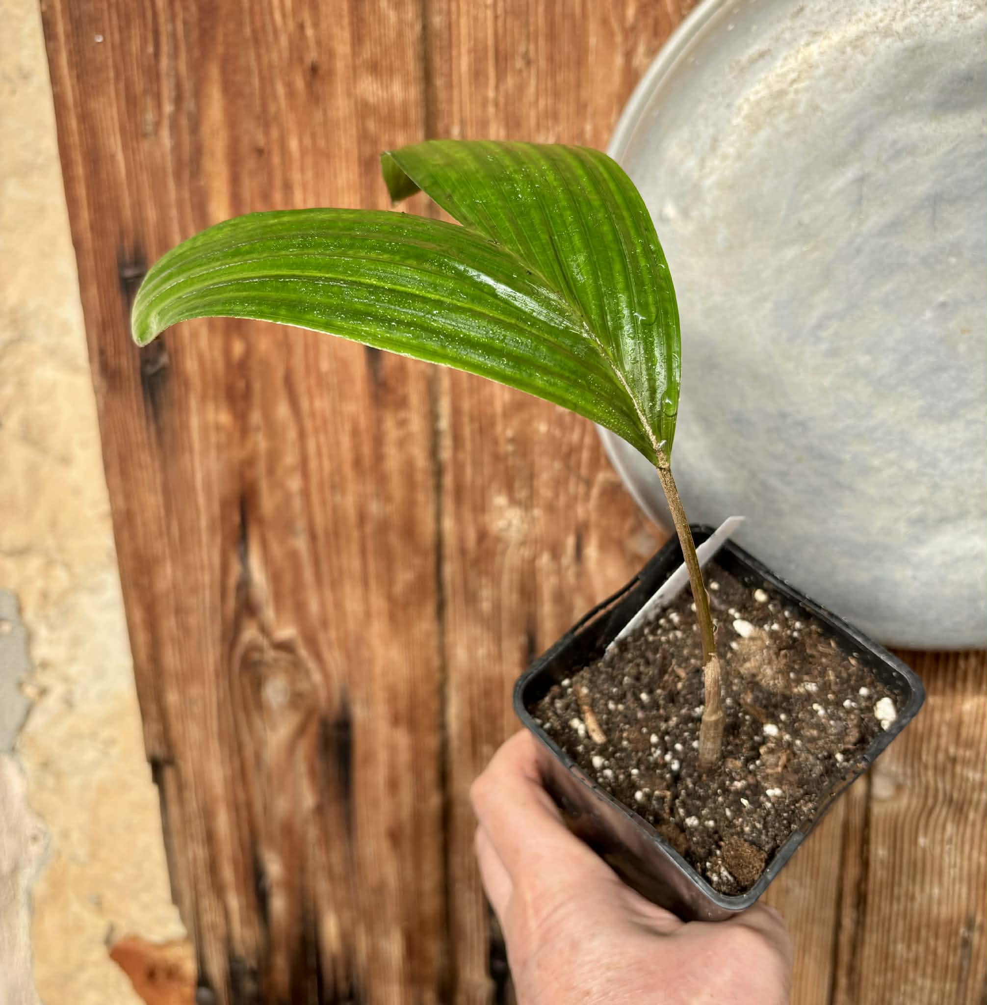 Salak (Salacca zalacca) -  1 potted seedling / 1 getopfter Sämling