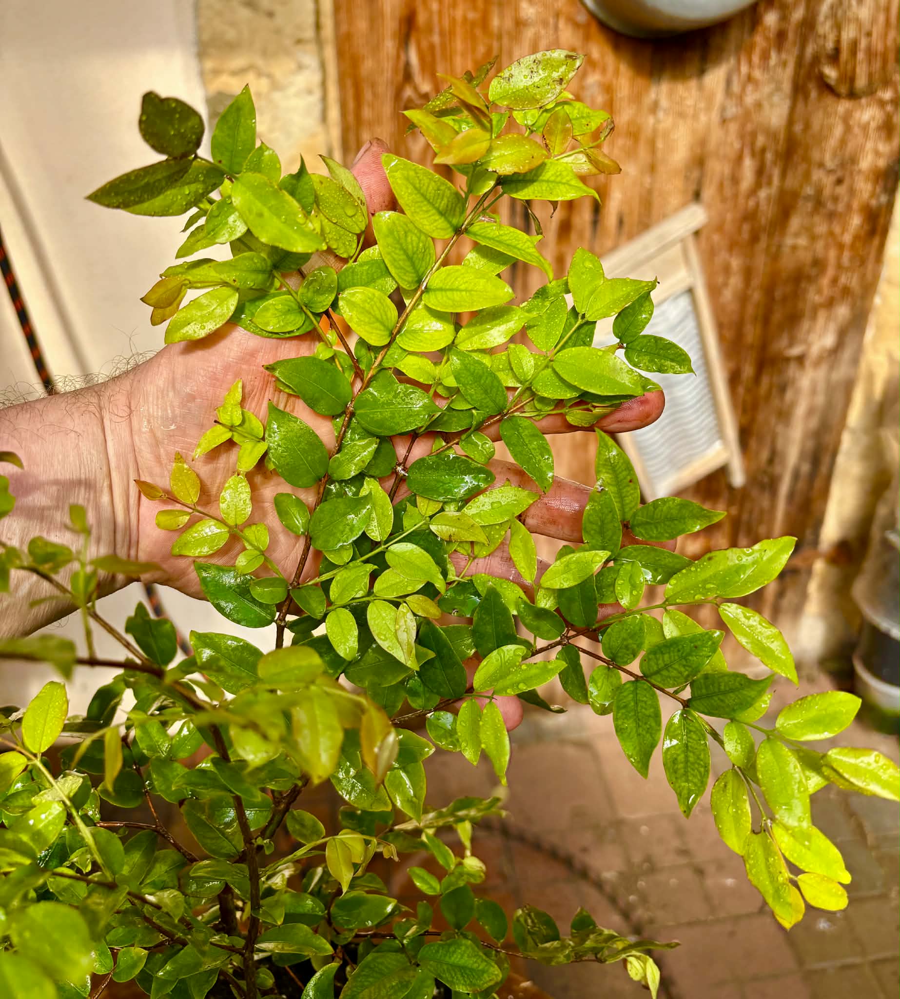 3 years old - Jaboticaba Sabara (Plinia cauliflora) Nr. A  - 1 potted plant / 1 getopfte Pflanze