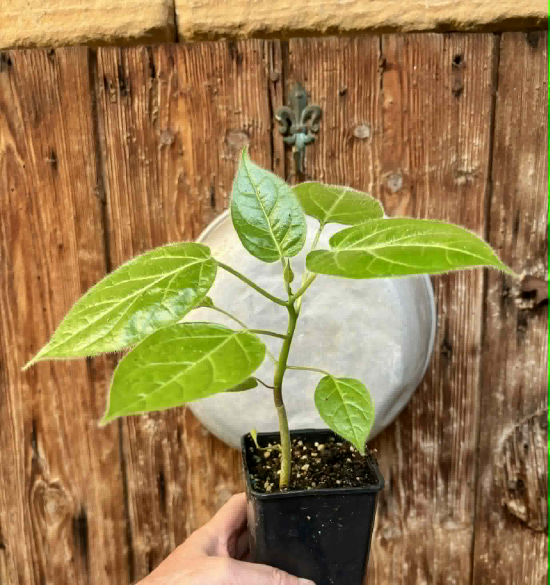 Solanum sibundoyense - 1 potted plant / 1 getopfte Pflanze