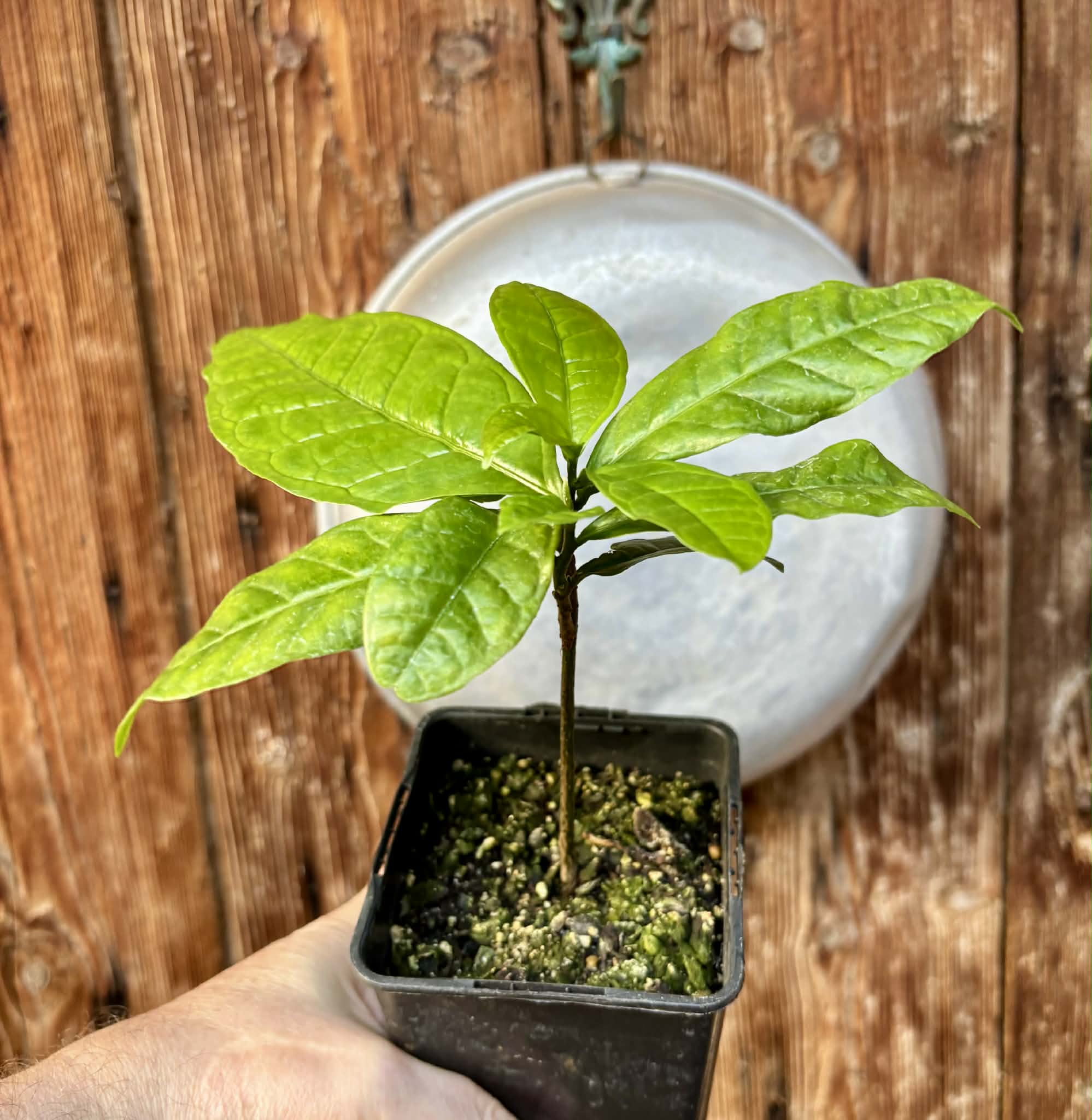 Cymbopetalum brasiliensis - 1 potted seedling / 1 getopfter Sämling