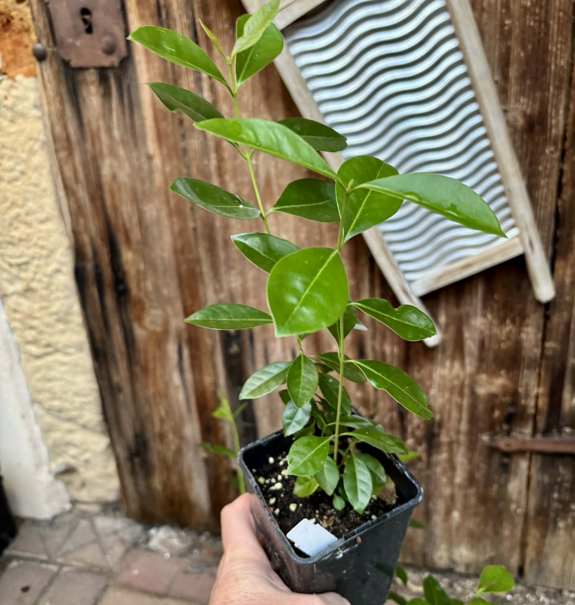 Psidium cattleyanum - Strawberry Guava  - 1 potted plant / 1 getopfte Pflanze