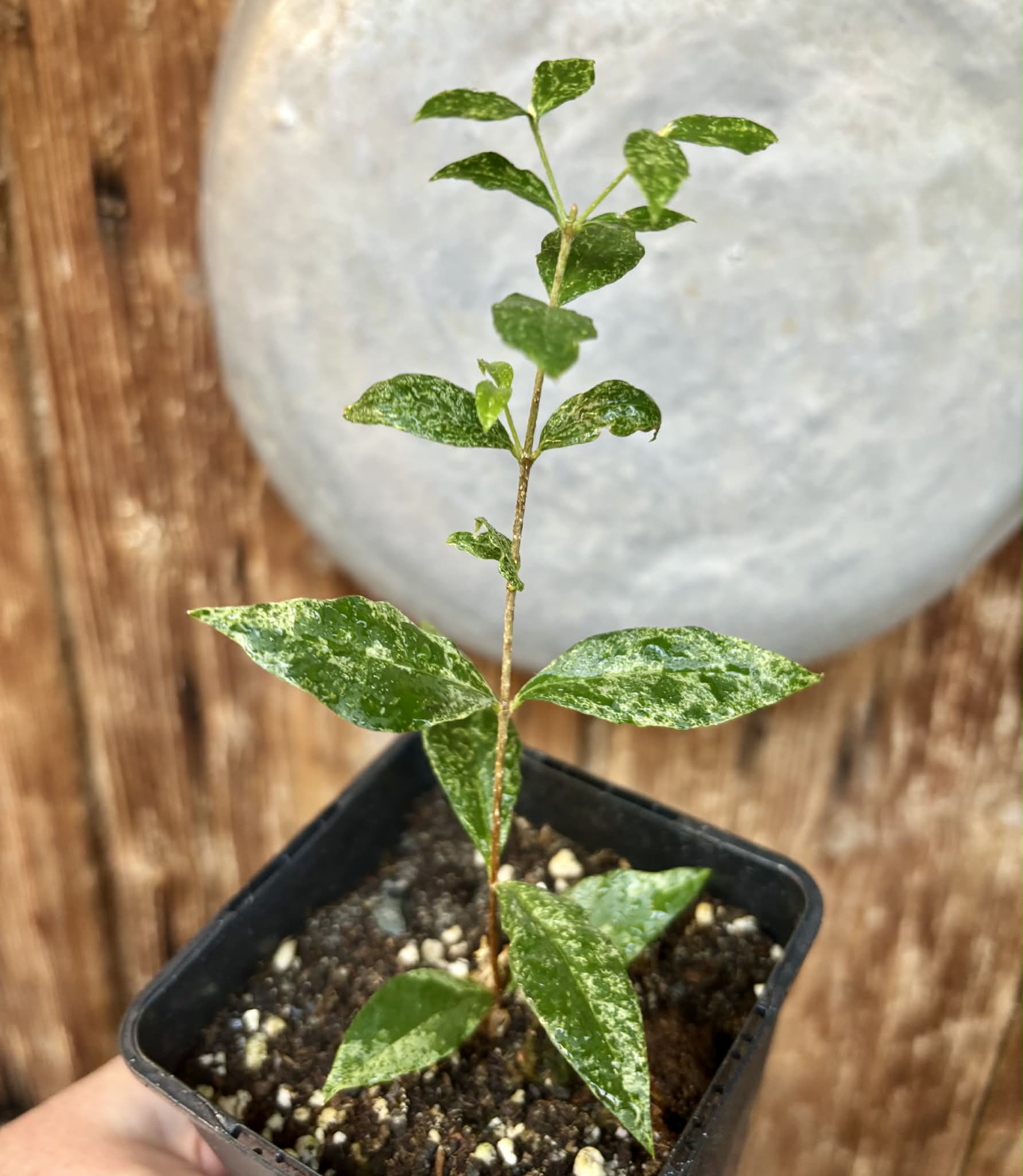 from flowering mother plant - variegated Acerola (Malpighia glabra) - 1 potted rooted cutting / 1 getopfter, bewurzelter Steckling
