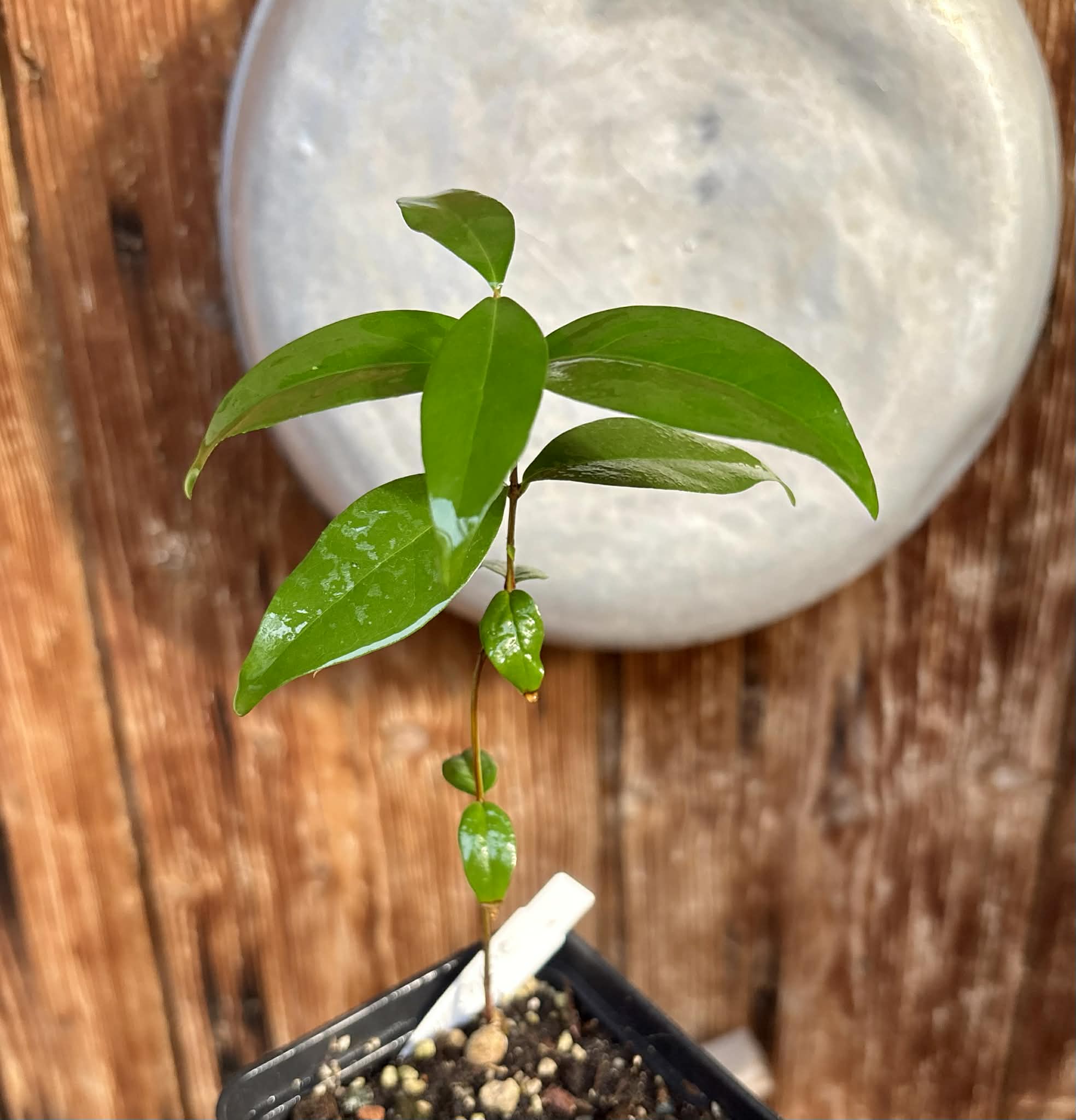 Eugenia uniflora var. Tutti Colore  - 1 spotted seedling / 1 getopfter Sämling