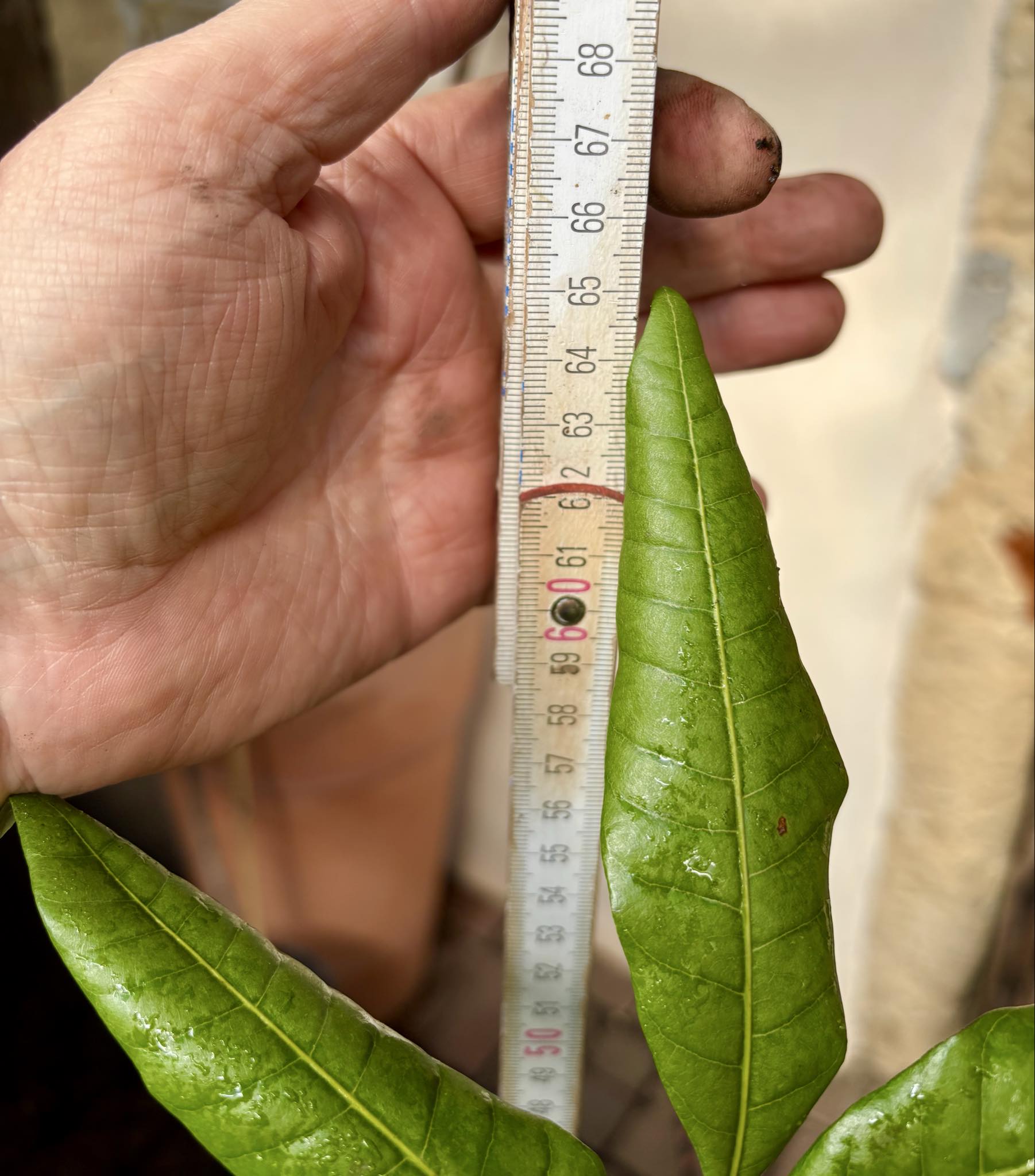 3 years old - Longan (Dimocarpus longan) - 1 potted plant / 1 getopfte Pflanze