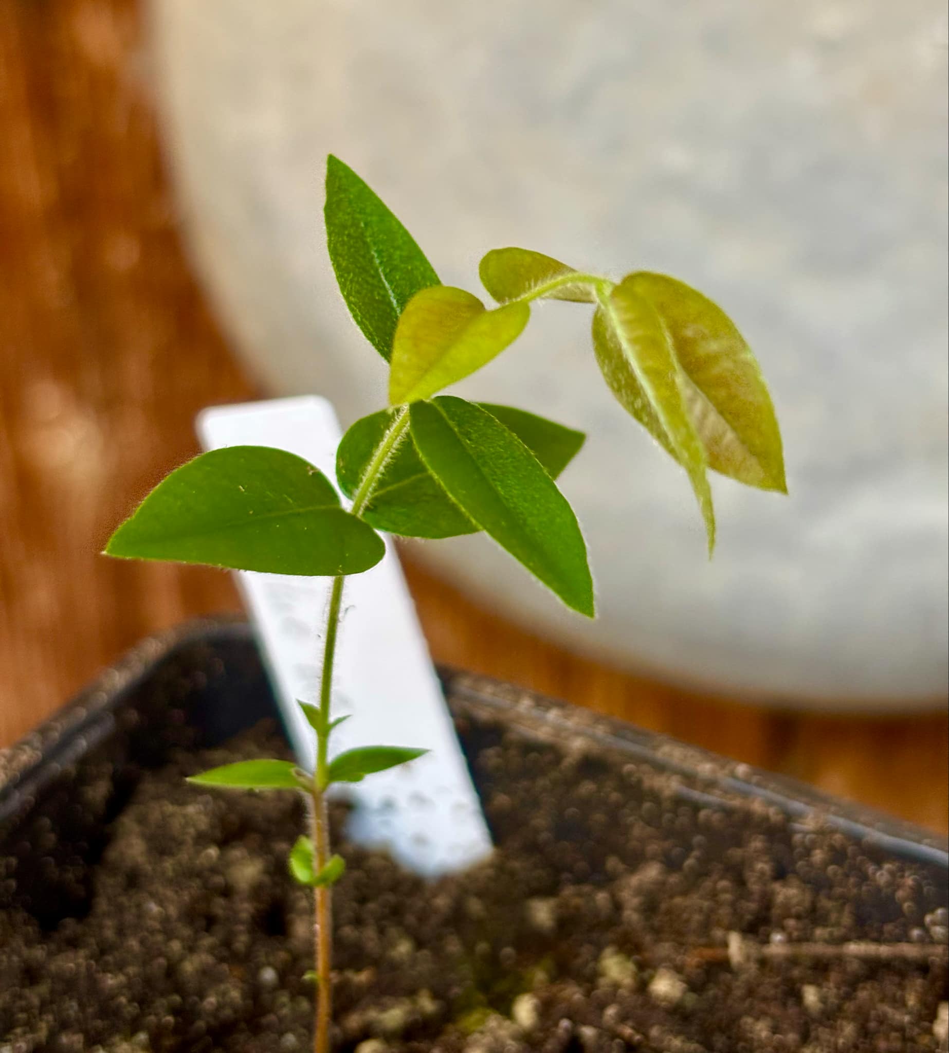 Myrciaria sp Cabeludinha preta (Blue Glomerata) - 1 small pottet seedling / 1 kleiner, getopfter Sämling Myrciaria sp Cabeludinha preta (Blue Glomerata) - 1 small pottet seedling / 1 kleiner, getopfter Sämling