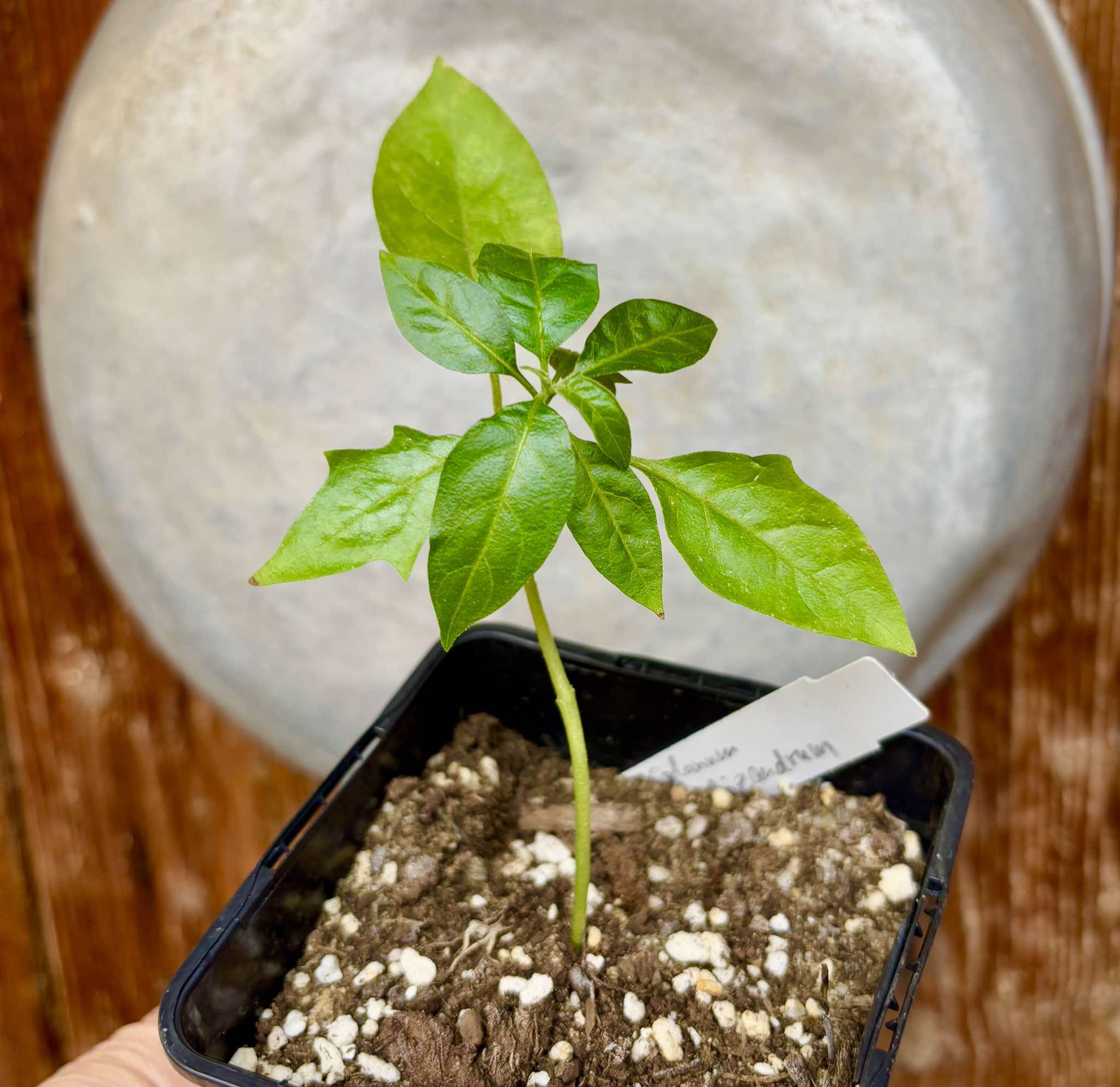 Solanum schizandrum - 1 small, potted seedling / 1 kleiner, getopfter Sämling
