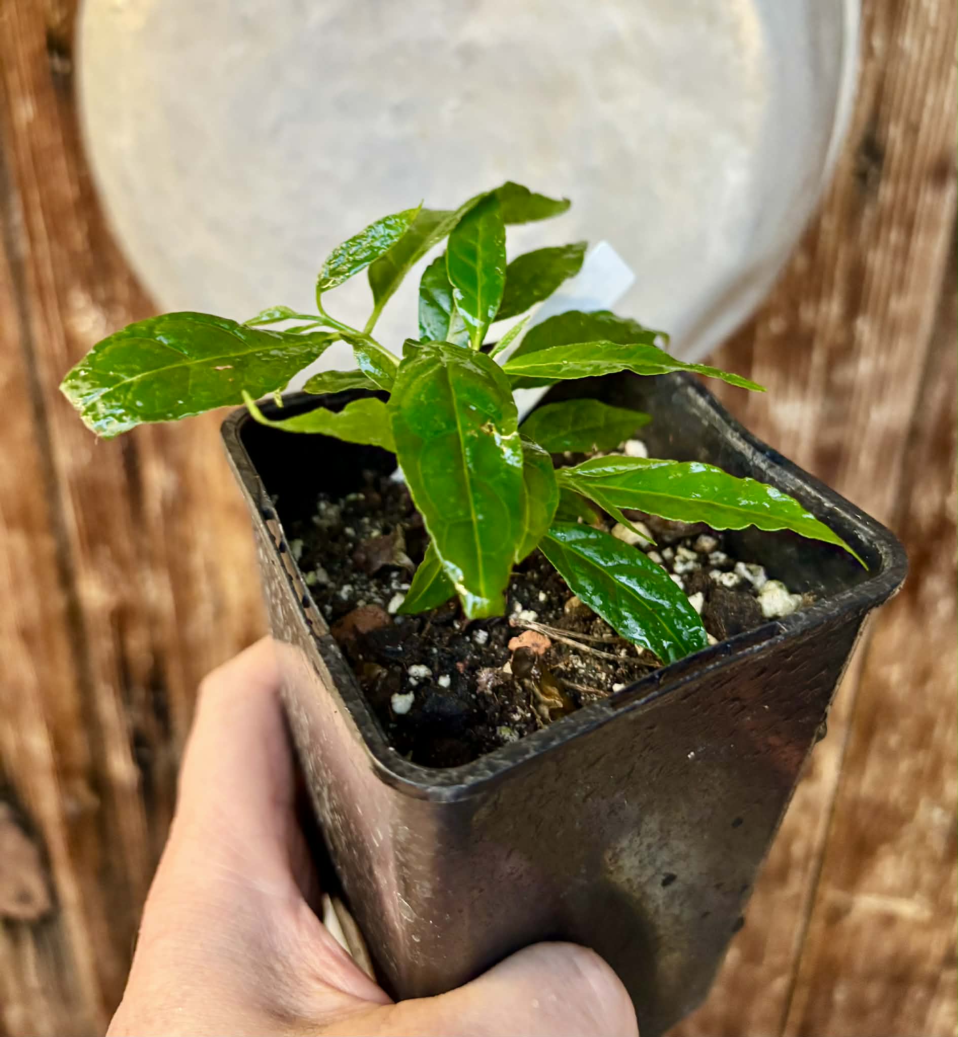 Campomanesia viatoris - 1 potted plant / 1 getopfte Pflanze