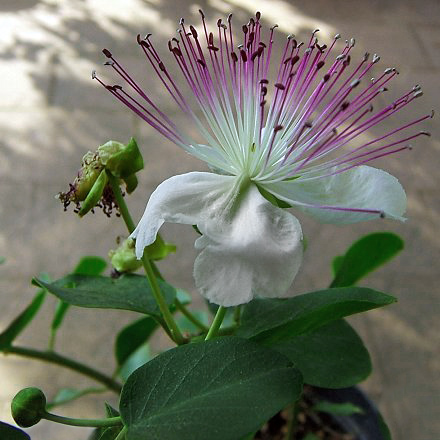 Capparis spinosa var. inermis - 1 potted plant / 1 getopfte Pflanze