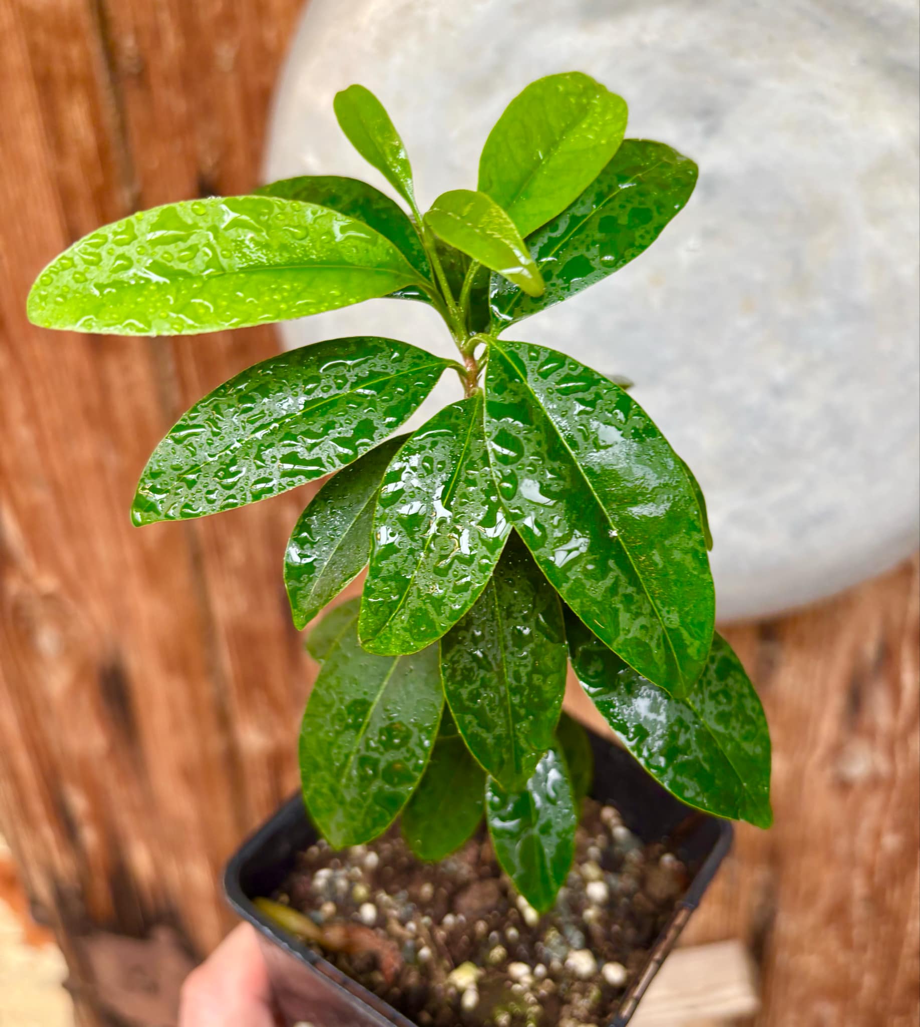 Eugenia dichroma - Pitanga Fanta - 1 potted seedling / 1 getopfter Sämling