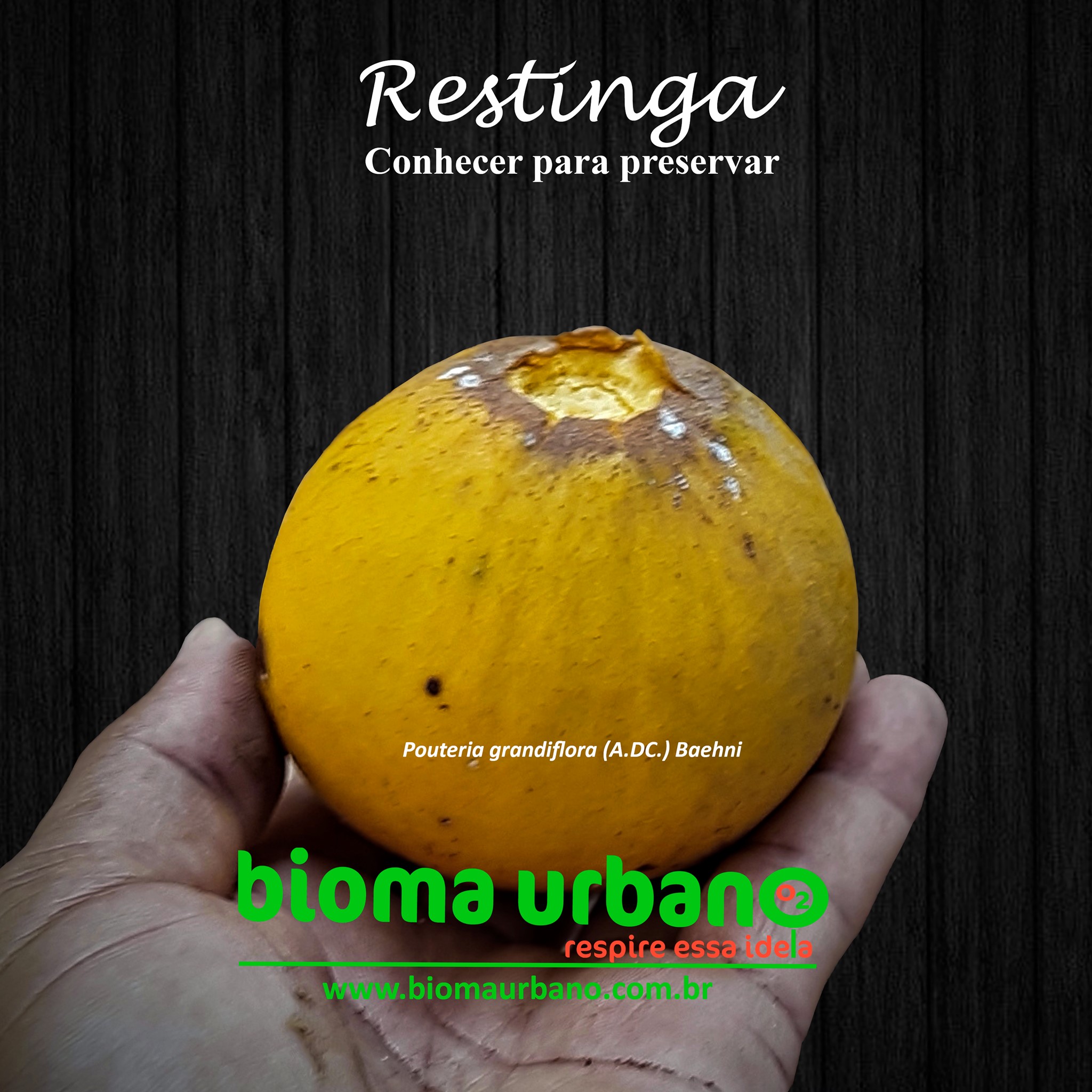 Pouteria grandiflora - 1 fresh seed / 1 frischer Samen
