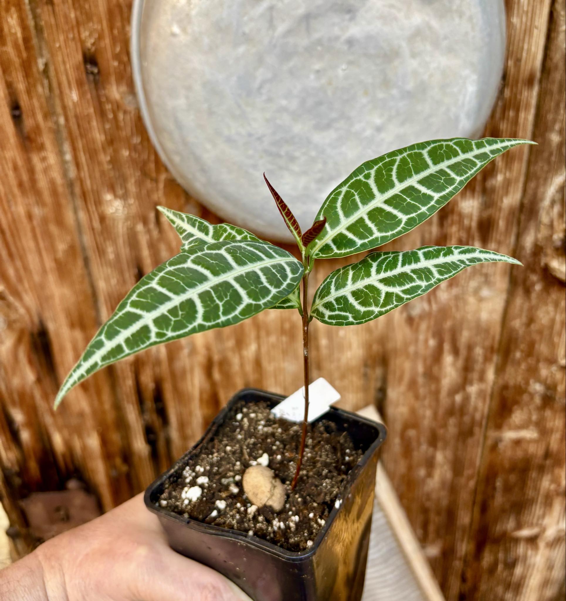 Eugenia sp Labisia -  1 potted seedling / 1 getopfter Sämling